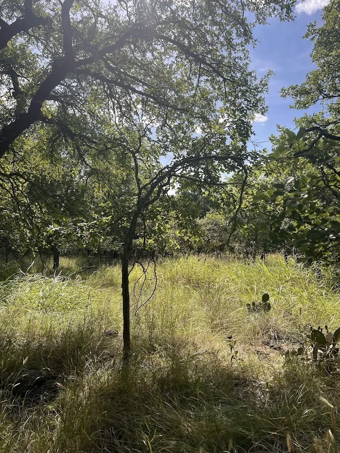 Expansive natural landscape featuring a clearing of tall grasses, mature trees with substantial canopies, and scattered native cacti