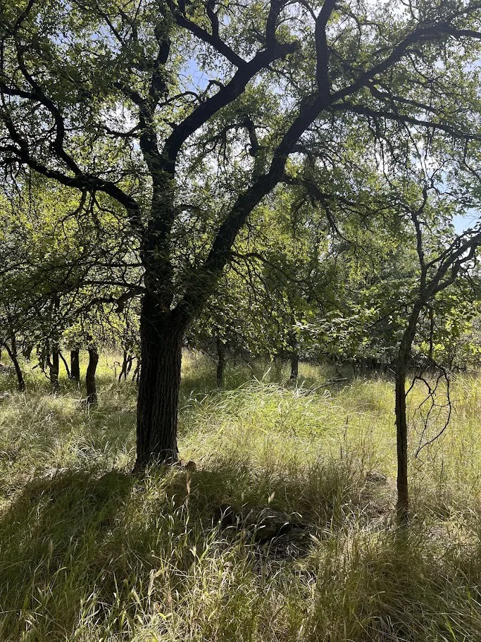 Wooded property featuring mature trees and natural grassland