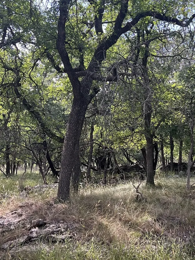 Mature trees with abundant foliage