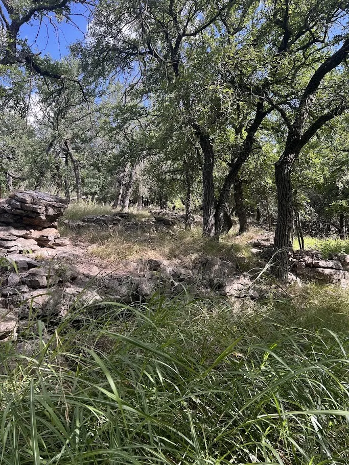 Wooded landscape featuring mature deciduous trees