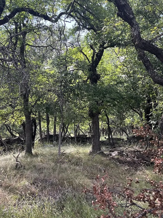 Wooded natural landscape featuring mature trees with verdant foliage and dry grass undergrowth
