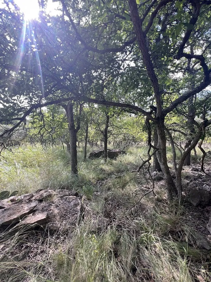 Wooded landscape featuring mature trees and natural rock formations