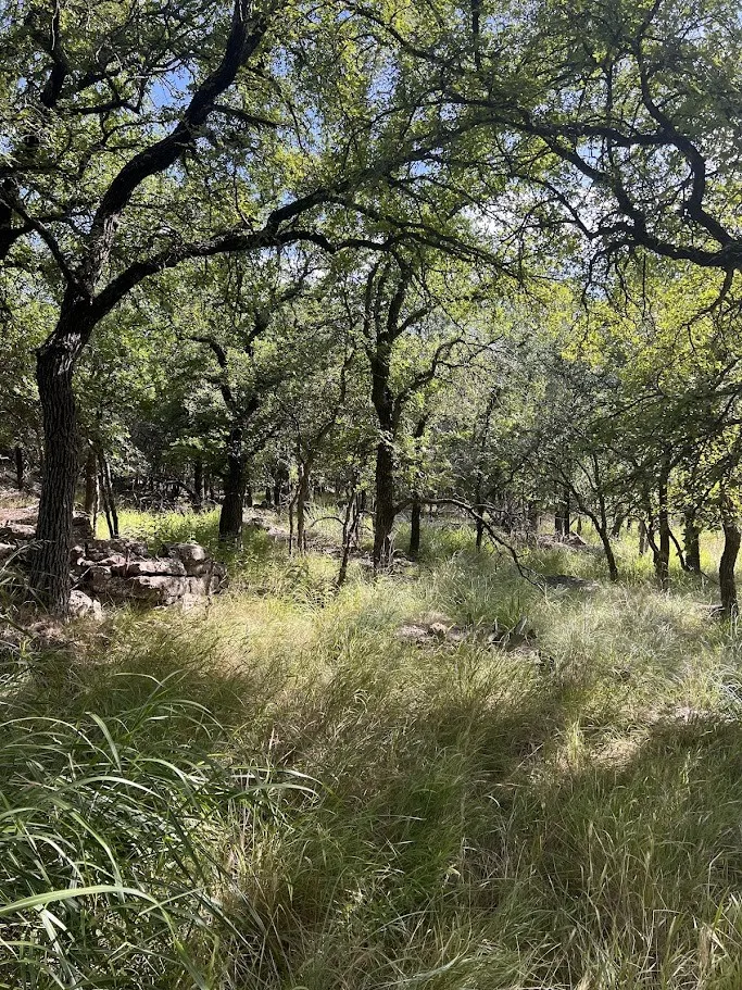 Heavily wooded lot featuring mature trees and natural ground cover