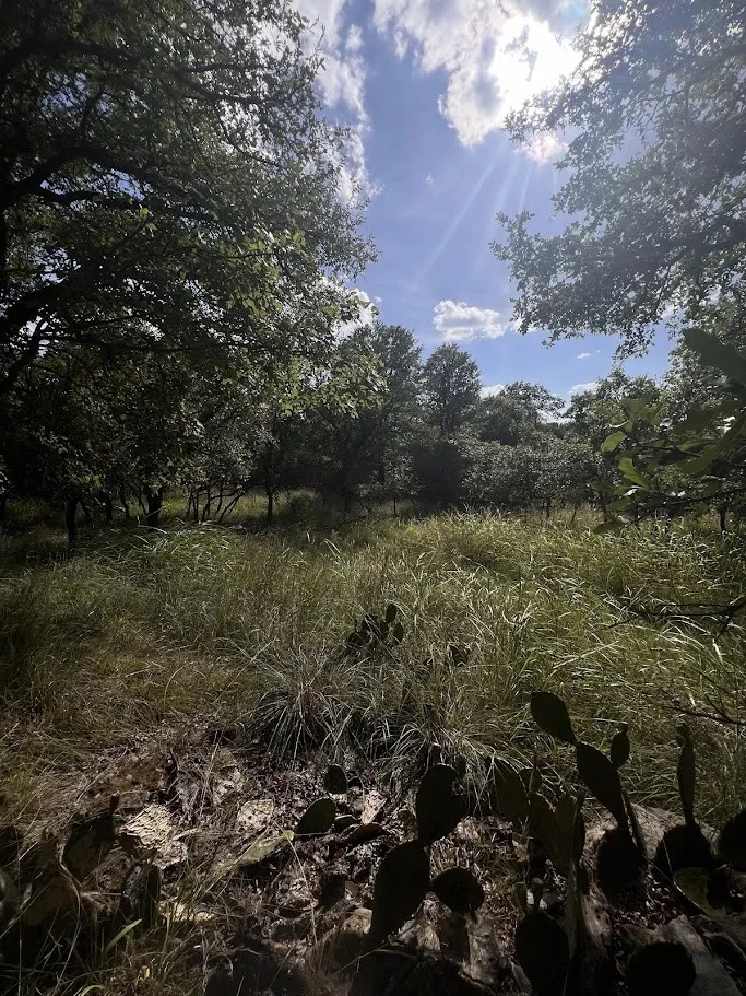 Expansive natural landscape featuring mature trees, native grasses, and cacti