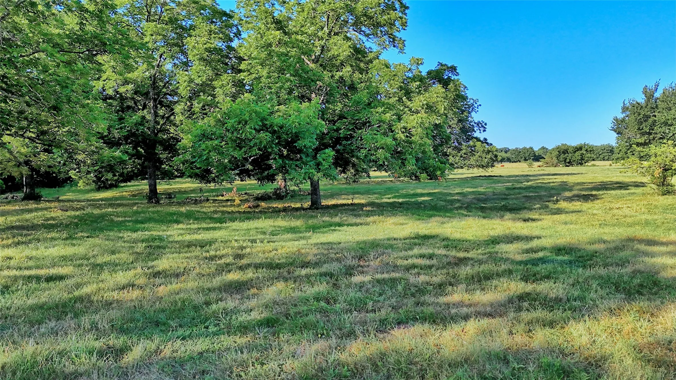 Unimproved Land For Sale in Cooke County , 1272 County Road 131, Gainesville, Texas 76240, 0, 0, Garage spaces, 0 Sqft, built in 0, mls#21321697, Real Estate Agent in Gainesville, Homes For Sale in Cooke county, Homes For Sale in Gainesville, Realtor in Gainesville Texas, Real Estate Brokerage Independent Realty Texas, Luminita Cordes Realtor