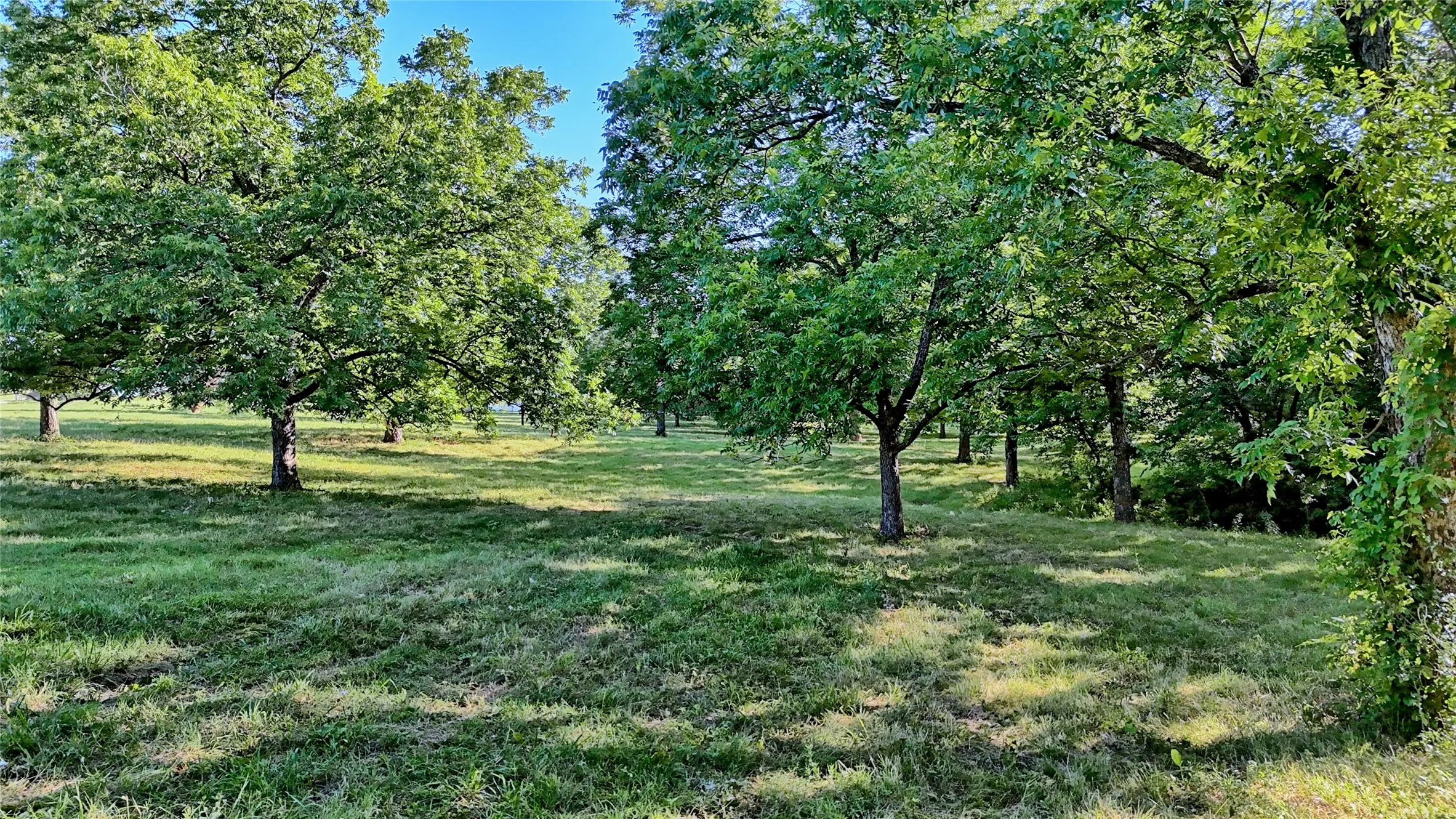 Mature Pecan trees offer shade and aesthetics