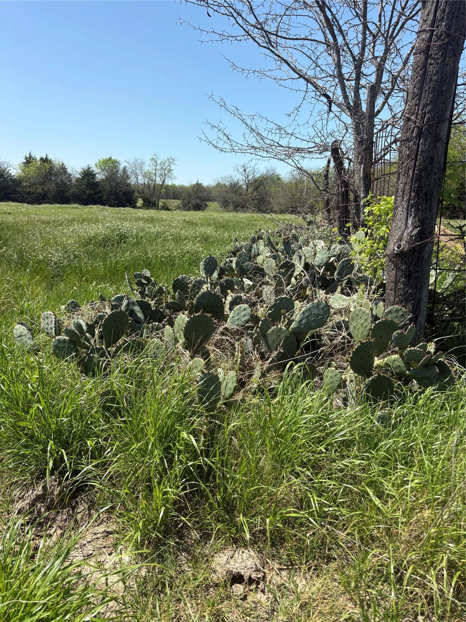 Unimproved Land For Sale in Hopkins County , TBD 70ac CR 4744, Sulphur Springs, Texas 75482, 0, 0, Garage spaces, 0 Sqft, built in 0, mls#21319662, Real Estate Agent in Sulphur Springs, Homes For Sale in Hopkins county, Homes For Sale in Sulphur Springs, Realtor in Sulphur Springs Texas, Real Estate Brokerage Independent Realty Texas, Luminita Cordes Realtor
