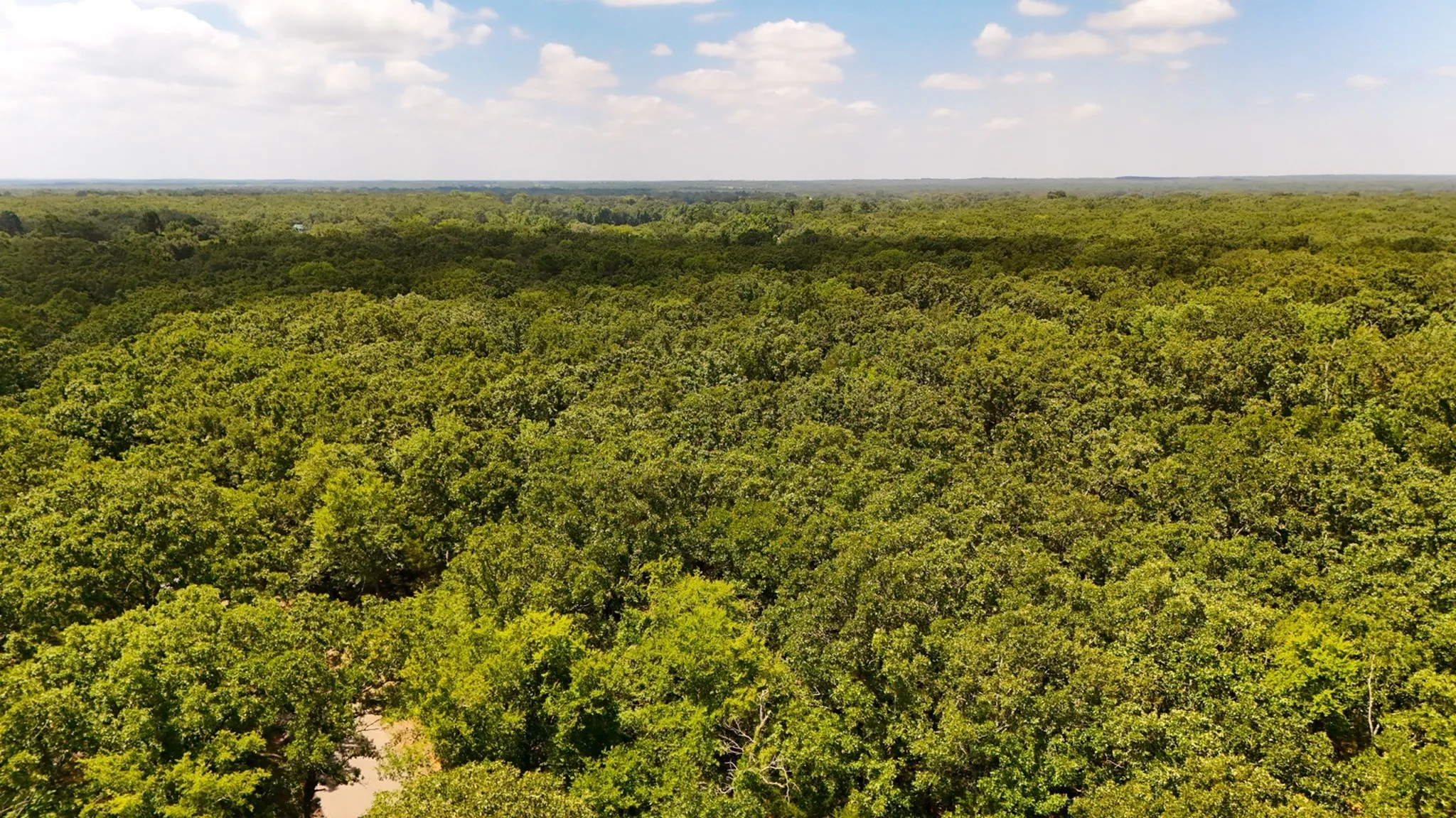 Unimproved Land For Sale in Wood County , TBD County Road 1695, Alba, Texas 75410, 0, 0, Garage spaces, 0 Sqft, built in 0, mls#21293248, Real Estate Agent in Alba, Homes For Sale in Wood county, Homes For Sale in Alba, Realtor in Alba Texas, Real Estate Brokerage Independent Realty Texas, Luminita Cordes Realtor