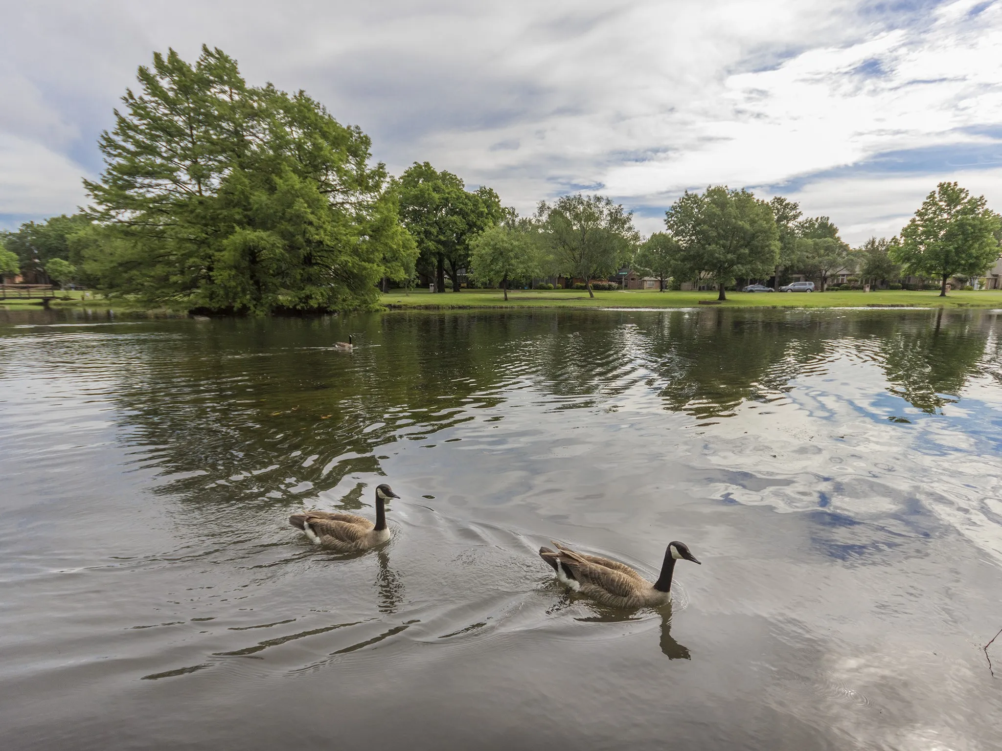 Tranquil pond with reflective water surface, surrounded by mature trees