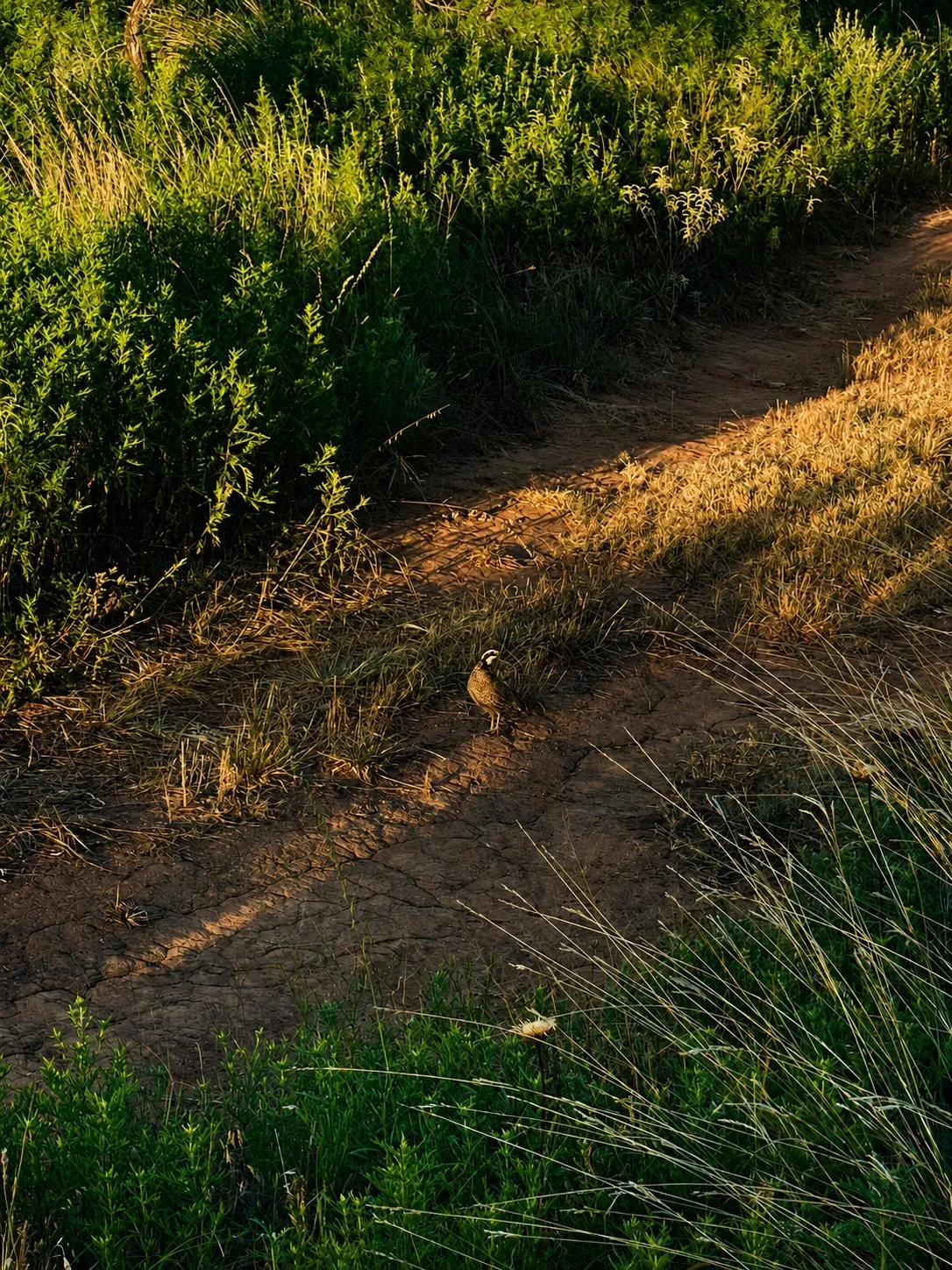 Improved Land For Sale in Montague County , 551 Blevins Road, Nocona, Texas 76255, 0, 0, Garage spaces, 0 Sqft, built in 0, mls#21322415, Real Estate Agent in Nocona, Homes For Sale in Montague county, Homes For Sale in Nocona, Realtor in Nocona Texas, Real Estate Brokerage Independent Realty Texas, Luminita Cordes Realtor
