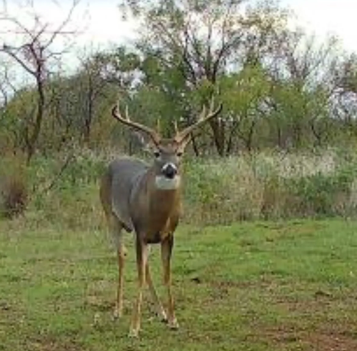 Improved Land For Sale in Montague County , 551 Blevins Road, Nocona, Texas 76255, 0, 0, Garage spaces, 0 Sqft, built in 0, mls#21322415, Real Estate Agent in Nocona, Homes For Sale in Montague county, Homes For Sale in Nocona, Realtor in Nocona Texas, Real Estate Brokerage Independent Realty Texas, Luminita Cordes Realtor