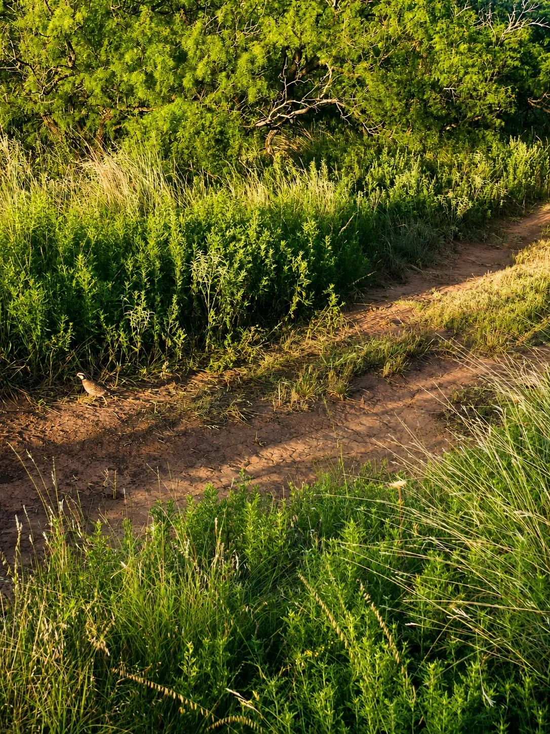 Improved Land For Sale in Montague County , 551 Blevins Road, Nocona, Texas 76255, 0, 0, Garage spaces, 0 Sqft, built in 0, mls#21322415, Real Estate Agent in Nocona, Homes For Sale in Montague county, Homes For Sale in Nocona, Realtor in Nocona Texas, Real Estate Brokerage Independent Realty Texas, Luminita Cordes Realtor