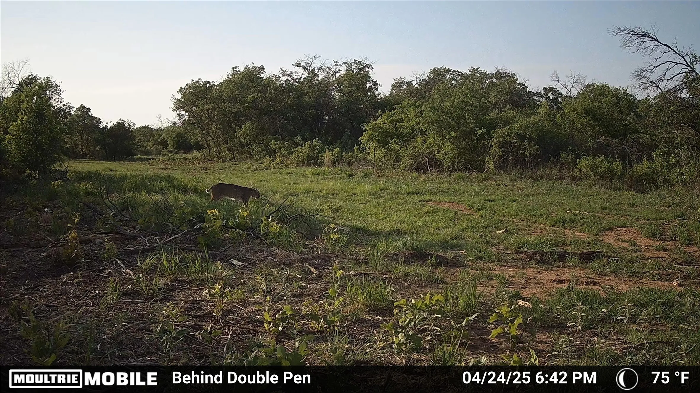 Ranch For Sale in Jones County , 3599 County Road 413, Anson, Texas 79501, 0, 0, Garage spaces, 0 Sqft, built in 0, Price $1,709,793, mls#21322782, Real Estate Agent in Anson, Homes For Sale in Jones county, Homes For Sale in Anson, Realtor in Anson Texas, Real Estate Brokerage Independent Realty Texas, Luminita Cordes Realtor