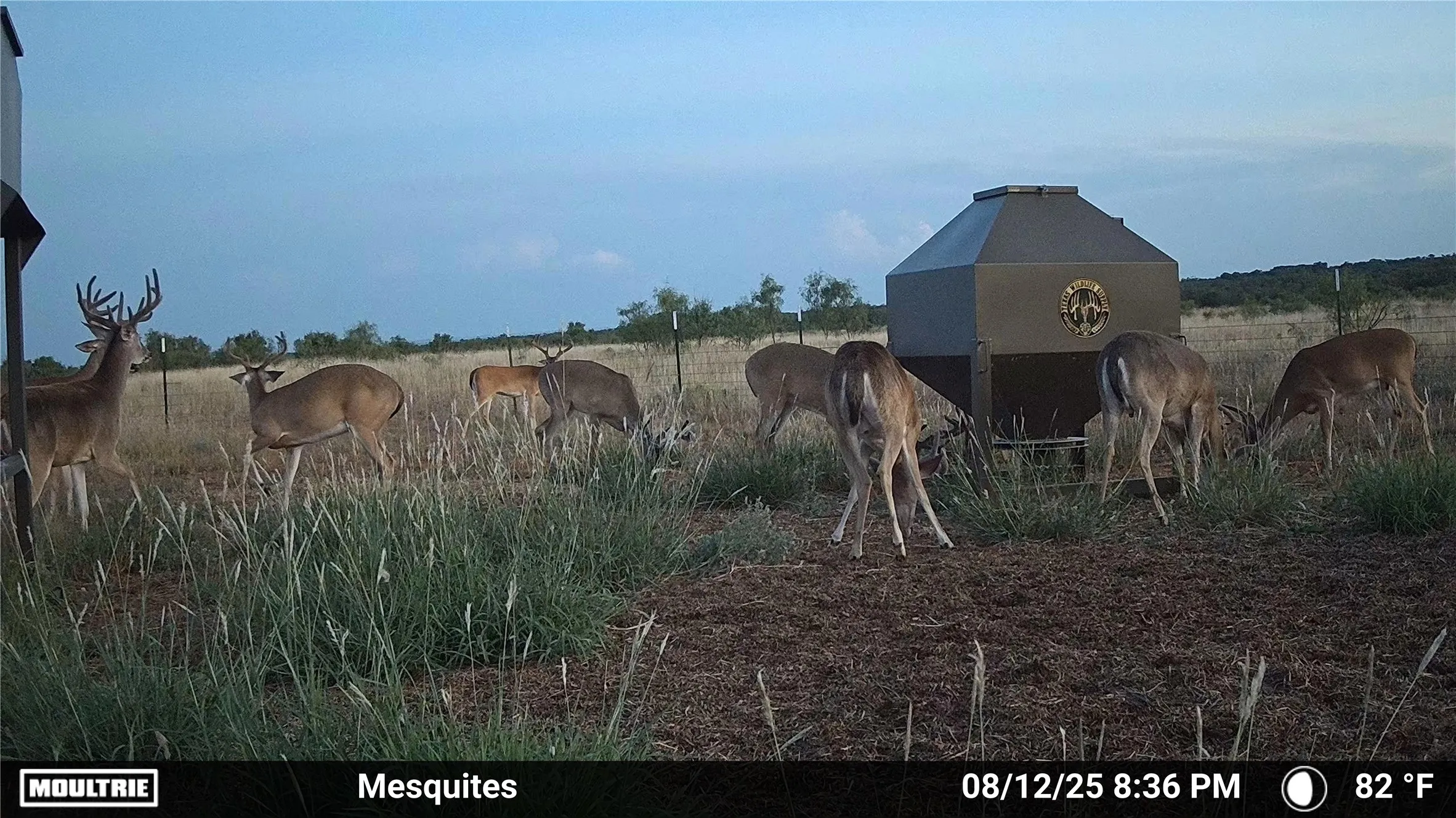 Ranch For Sale in Jones County , 3599 County Road 413, Anson, Texas 79501, 0, 0, Garage spaces, 0 Sqft, built in 0, Price $1,709,793, mls#21322782, Real Estate Agent in Anson, Homes For Sale in Jones county, Homes For Sale in Anson, Realtor in Anson Texas, Real Estate Brokerage Independent Realty Texas, Luminita Cordes Realtor