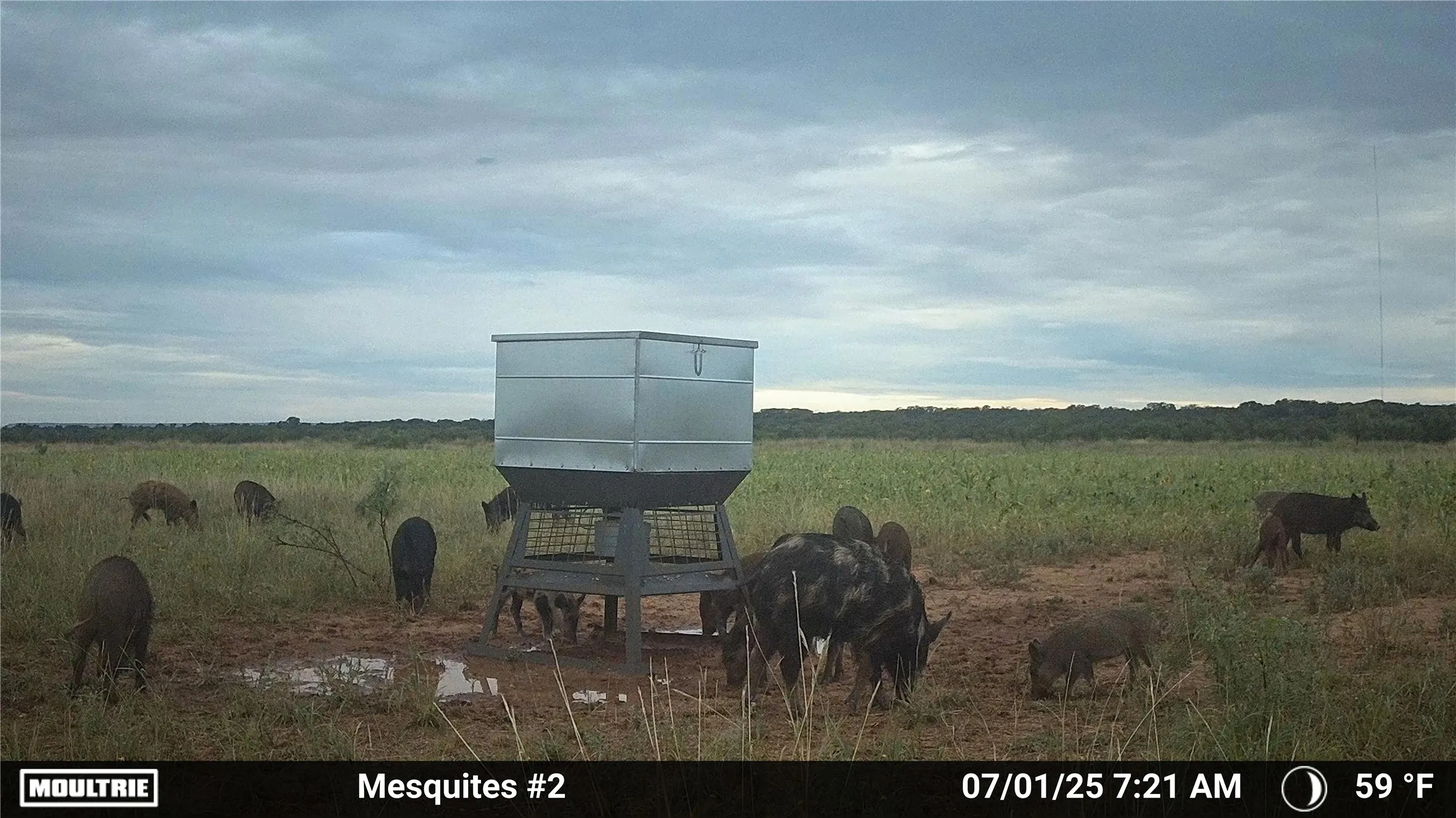 Ranch For Sale in Jones County , 3599 County Road 413, Anson, Texas 79501, 0, 0, Garage spaces, 0 Sqft, built in 0, Price $1,709,793, mls#21322782, Real Estate Agent in Anson, Homes For Sale in Jones county, Homes For Sale in Anson, Realtor in Anson Texas, Real Estate Brokerage Independent Realty Texas, Luminita Cordes Realtor
