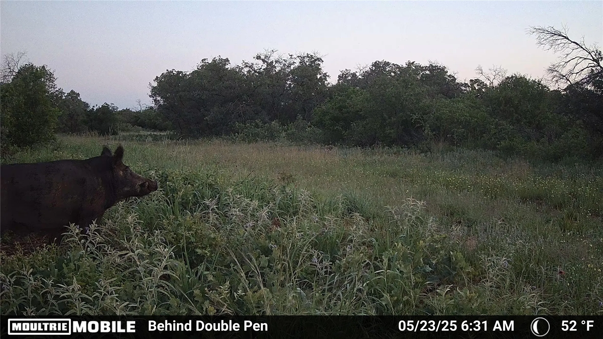 Ranch For Sale in Jones County , 3599 County Road 413, Anson, Texas 79501, 0, 0, Garage spaces, 0 Sqft, built in 0, Price $1,709,793, mls#21322782, Real Estate Agent in Anson, Homes For Sale in Jones county, Homes For Sale in Anson, Realtor in Anson Texas, Real Estate Brokerage Independent Realty Texas, Luminita Cordes Realtor