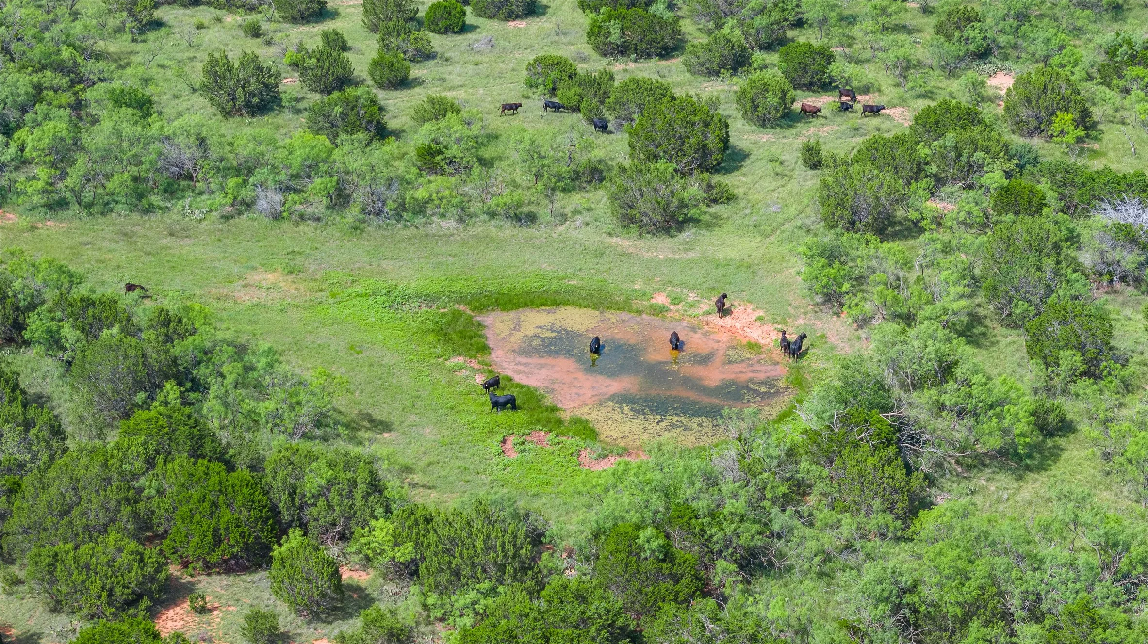 Ranch For Sale in Taylor County , TBD Track 3 County Road 207, Ovalo, Texas 79541, 0, 0, Garage spaces, 0 Sqft, built in 0, Price $775,000, mls#21318738, Real Estate Agent in Ovalo, Homes For Sale in Taylor county, Homes For Sale in Ovalo, Realtor in Ovalo Texas, Real Estate Brokerage Independent Realty Texas, Luminita Cordes Realtor
