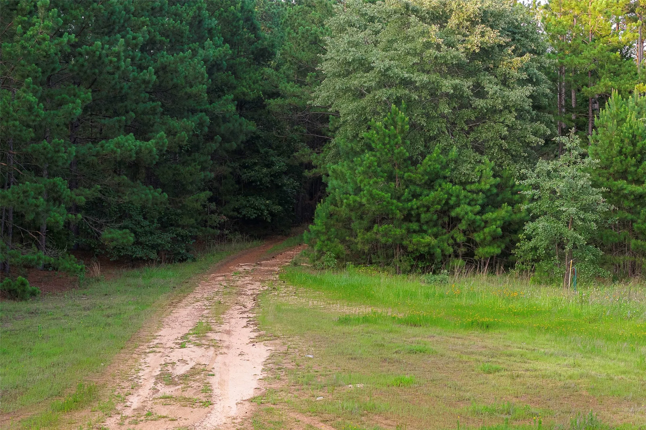 Unimproved Land For Sale in Rusk County , 00 County Road 2136, Tatum, Texas 75691, 0, 0, Garage spaces, 0 Sqft, built in 0, Price $1,150,000, mls#21322786, Real Estate Agent in Tatum, Homes For Sale in Rusk county, Homes For Sale in Tatum, Realtor in Tatum Texas, Real Estate Brokerage Independent Realty Texas, Luminita Cordes Realtor