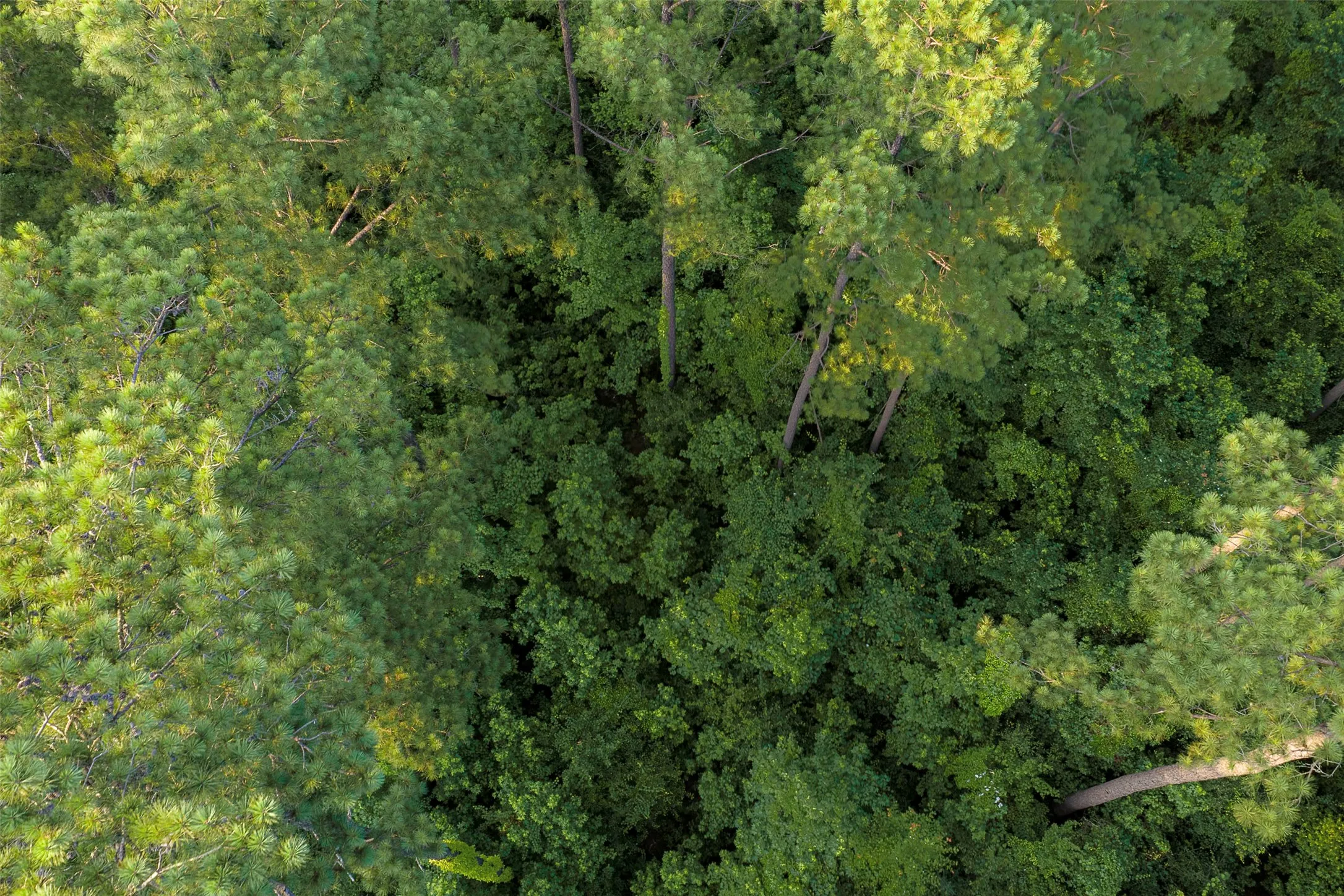 Unimproved Land For Sale in Rusk County , 00 County Road 2136, Tatum, Texas 75691, 0, 0, Garage spaces, 0 Sqft, built in 0, Price $1,150,000, mls#21322786, Real Estate Agent in Tatum, Homes For Sale in Rusk county, Homes For Sale in Tatum, Realtor in Tatum Texas, Real Estate Brokerage Independent Realty Texas, Luminita Cordes Realtor