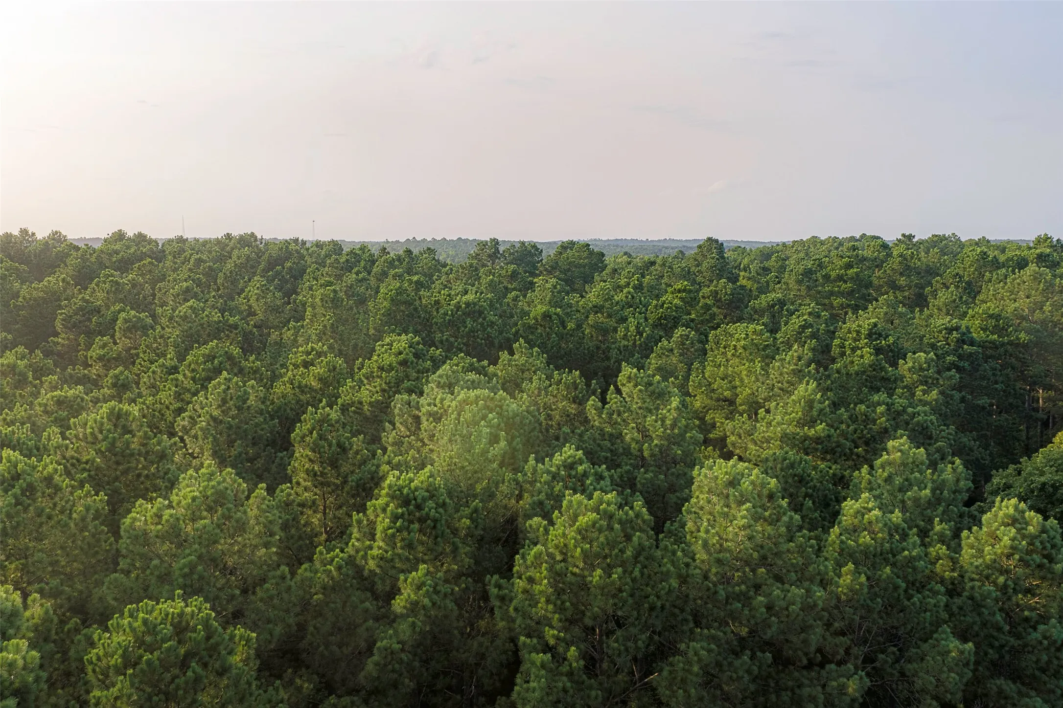 Unimproved Land For Sale in Rusk County , 00 County Road 2136, Tatum, Texas 75691, 0, 0, Garage spaces, 0 Sqft, built in 0, Price $1,150,000, mls#21322786, Real Estate Agent in Tatum, Homes For Sale in Rusk county, Homes For Sale in Tatum, Realtor in Tatum Texas, Real Estate Brokerage Independent Realty Texas, Luminita Cordes Realtor