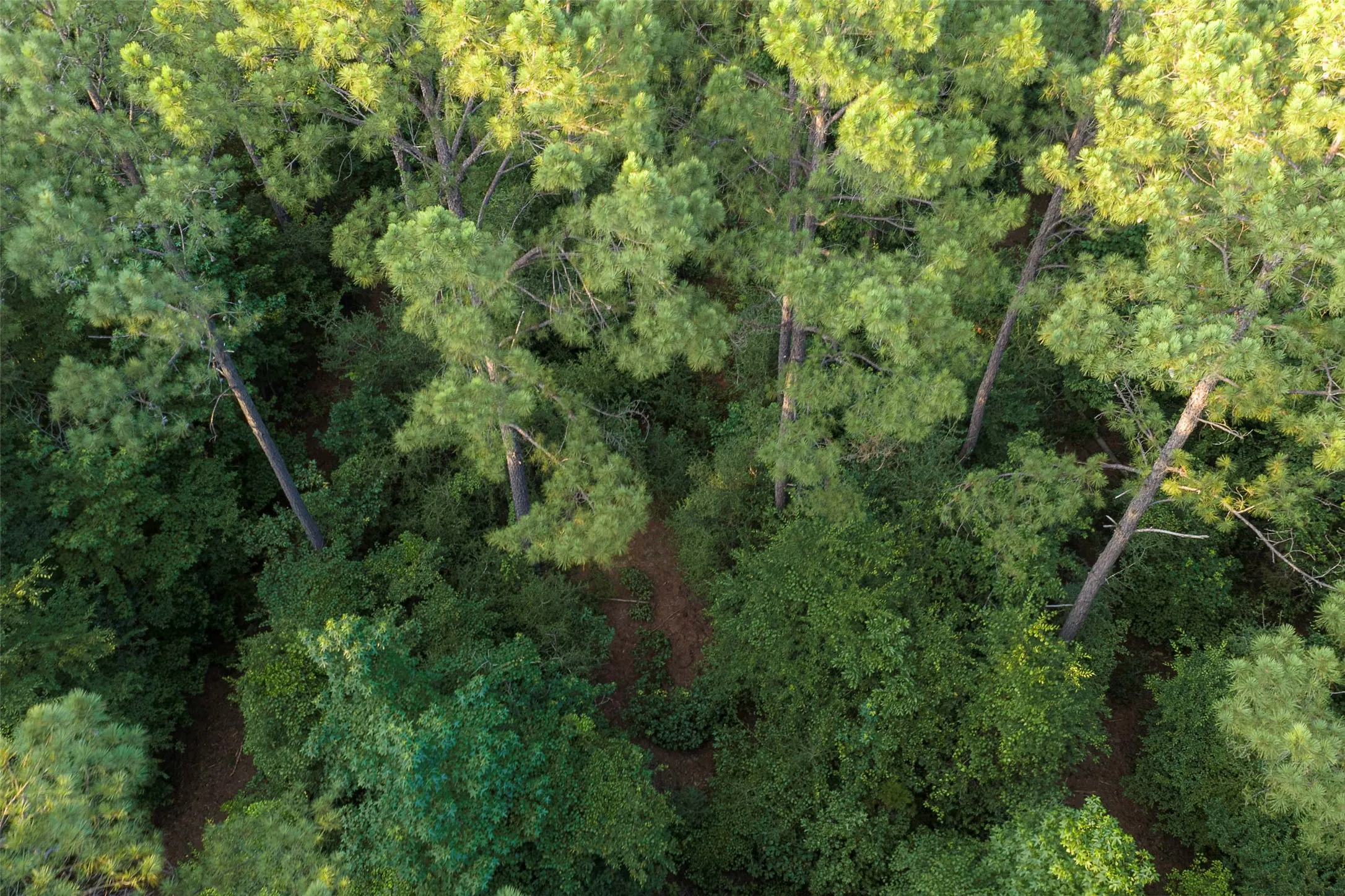 Unimproved Land For Sale in Rusk County , 00 County Road 2136, Tatum, Texas 75691, 0, 0, Garage spaces, 0 Sqft, built in 0, Price $1,150,000, mls#21322786, Real Estate Agent in Tatum, Homes For Sale in Rusk county, Homes For Sale in Tatum, Realtor in Tatum Texas, Real Estate Brokerage Independent Realty Texas, Luminita Cordes Realtor