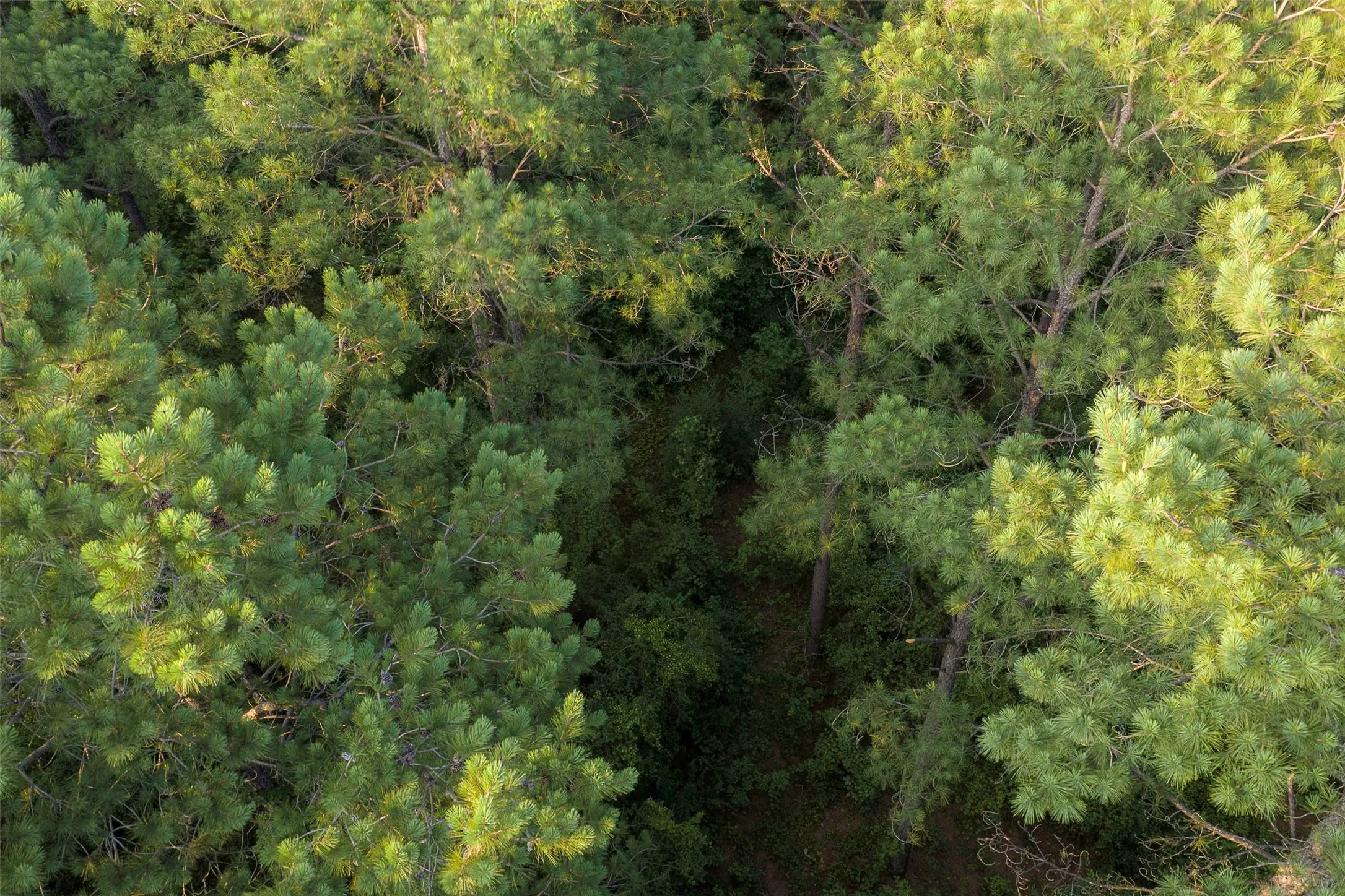 Unimproved Land For Sale in Rusk County , 00 County Road 2136, Tatum, Texas 75691, 0, 0, Garage spaces, 0 Sqft, built in 0, Price $1,150,000, mls#21322786, Real Estate Agent in Tatum, Homes For Sale in Rusk county, Homes For Sale in Tatum, Realtor in Tatum Texas, Real Estate Brokerage Independent Realty Texas, Luminita Cordes Realtor