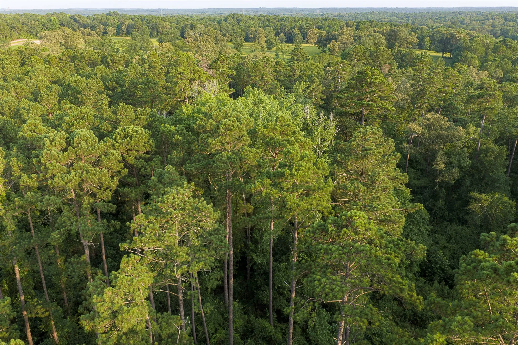 Unimproved Land For Sale in Rusk County , 00 County Road 2136, Tatum, Texas 75691, 0, 0, Garage spaces, 0 Sqft, built in 0, Price $1,150,000, mls#21322786, Real Estate Agent in Tatum, Homes For Sale in Rusk county, Homes For Sale in Tatum, Realtor in Tatum Texas, Real Estate Brokerage Independent Realty Texas, Luminita Cordes Realtor