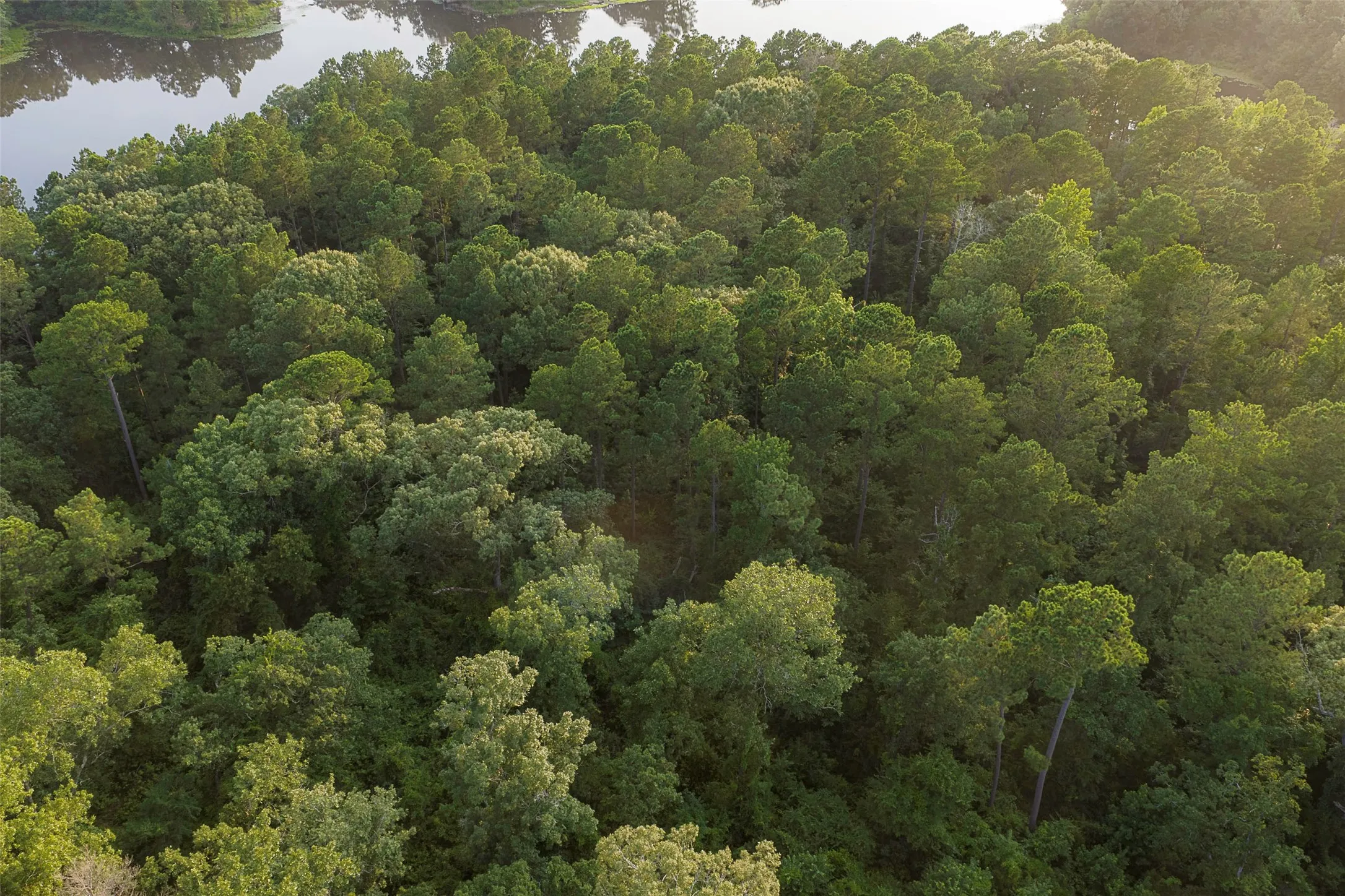 Unimproved Land For Sale in Rusk County , 00 County Road 2136, Tatum, Texas 75691, 0, 0, Garage spaces, 0 Sqft, built in 0, Price $1,150,000, mls#21322786, Real Estate Agent in Tatum, Homes For Sale in Rusk county, Homes For Sale in Tatum, Realtor in Tatum Texas, Real Estate Brokerage Independent Realty Texas, Luminita Cordes Realtor