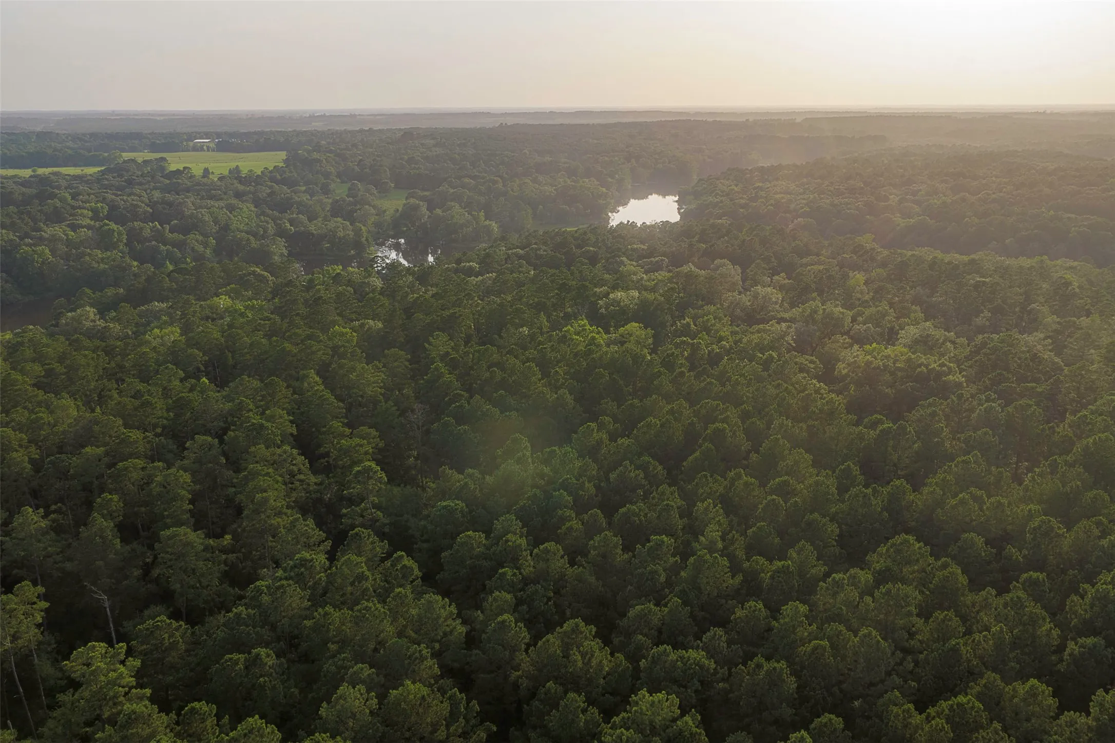 Unimproved Land For Sale in Rusk County , 00 County Road 2136, Tatum, Texas 75691, 0, 0, Garage spaces, 0 Sqft, built in 0, Price $1,150,000, mls#21322786, Real Estate Agent in Tatum, Homes For Sale in Rusk county, Homes For Sale in Tatum, Realtor in Tatum Texas, Real Estate Brokerage Independent Realty Texas, Luminita Cordes Realtor