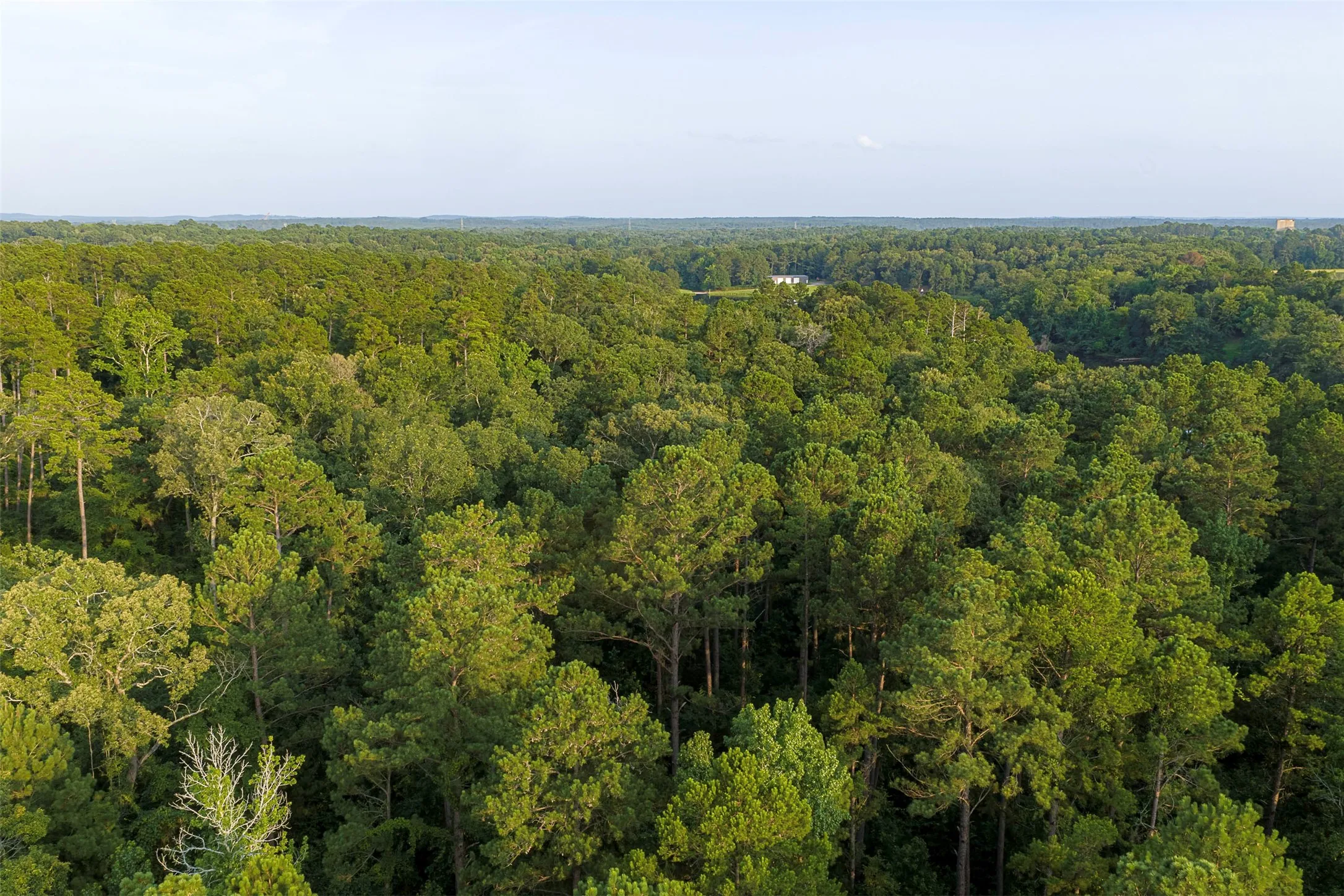 Unimproved Land For Sale in Rusk County , 00 County Road 2136, Tatum, Texas 75691, 0, 0, Garage spaces, 0 Sqft, built in 0, Price $1,150,000, mls#21322786, Real Estate Agent in Tatum, Homes For Sale in Rusk county, Homes For Sale in Tatum, Realtor in Tatum Texas, Real Estate Brokerage Independent Realty Texas, Luminita Cordes Realtor