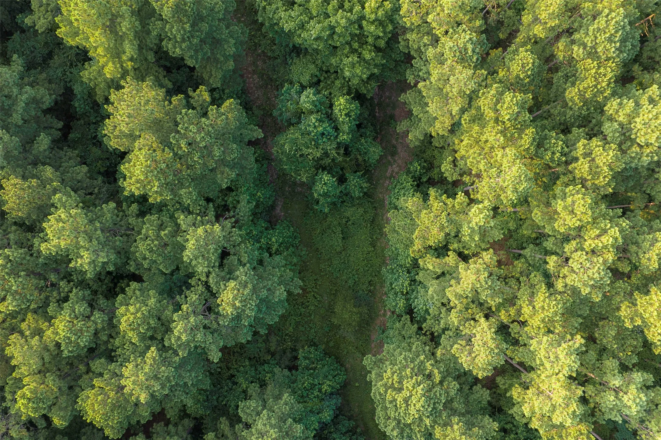 Unimproved Land For Sale in Rusk County , 00 County Road 2136, Tatum, Texas 75691, 0, 0, Garage spaces, 0 Sqft, built in 0, Price $1,150,000, mls#21322786, Real Estate Agent in Tatum, Homes For Sale in Rusk county, Homes For Sale in Tatum, Realtor in Tatum Texas, Real Estate Brokerage Independent Realty Texas, Luminita Cordes Realtor