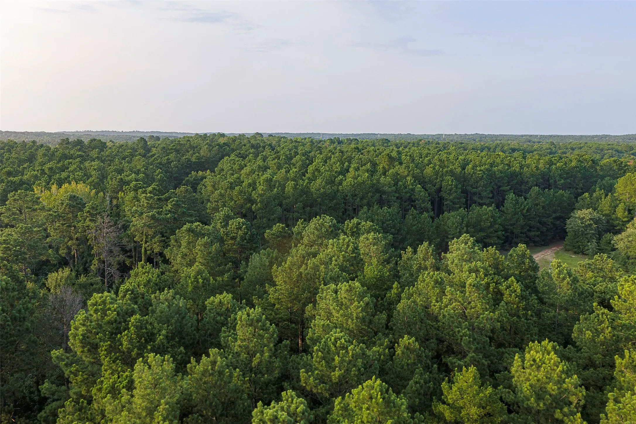 Unimproved Land For Sale in Rusk County , 00 County Road 2136, Tatum, Texas 75691, 0, 0, Garage spaces, 0 Sqft, built in 0, Price $1,150,000, mls#21322786, Real Estate Agent in Tatum, Homes For Sale in Rusk county, Homes For Sale in Tatum, Realtor in Tatum Texas, Real Estate Brokerage Independent Realty Texas, Luminita Cordes Realtor