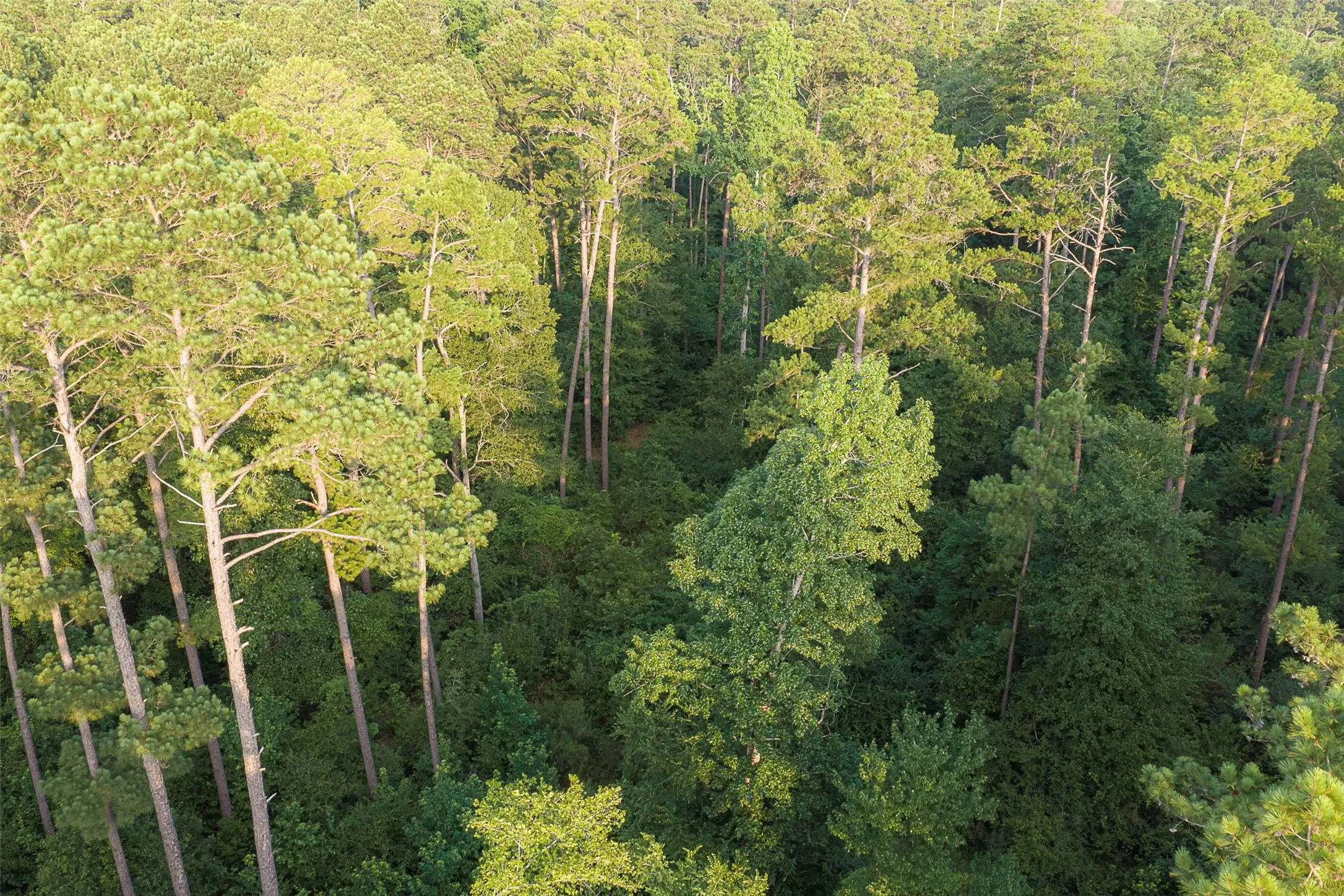 Unimproved Land For Sale in Rusk County , 00 County Road 2136, Tatum, Texas 75691, 0, 0, Garage spaces, 0 Sqft, built in 0, Price $1,150,000, mls#21322786, Real Estate Agent in Tatum, Homes For Sale in Rusk county, Homes For Sale in Tatum, Realtor in Tatum Texas, Real Estate Brokerage Independent Realty Texas, Luminita Cordes Realtor