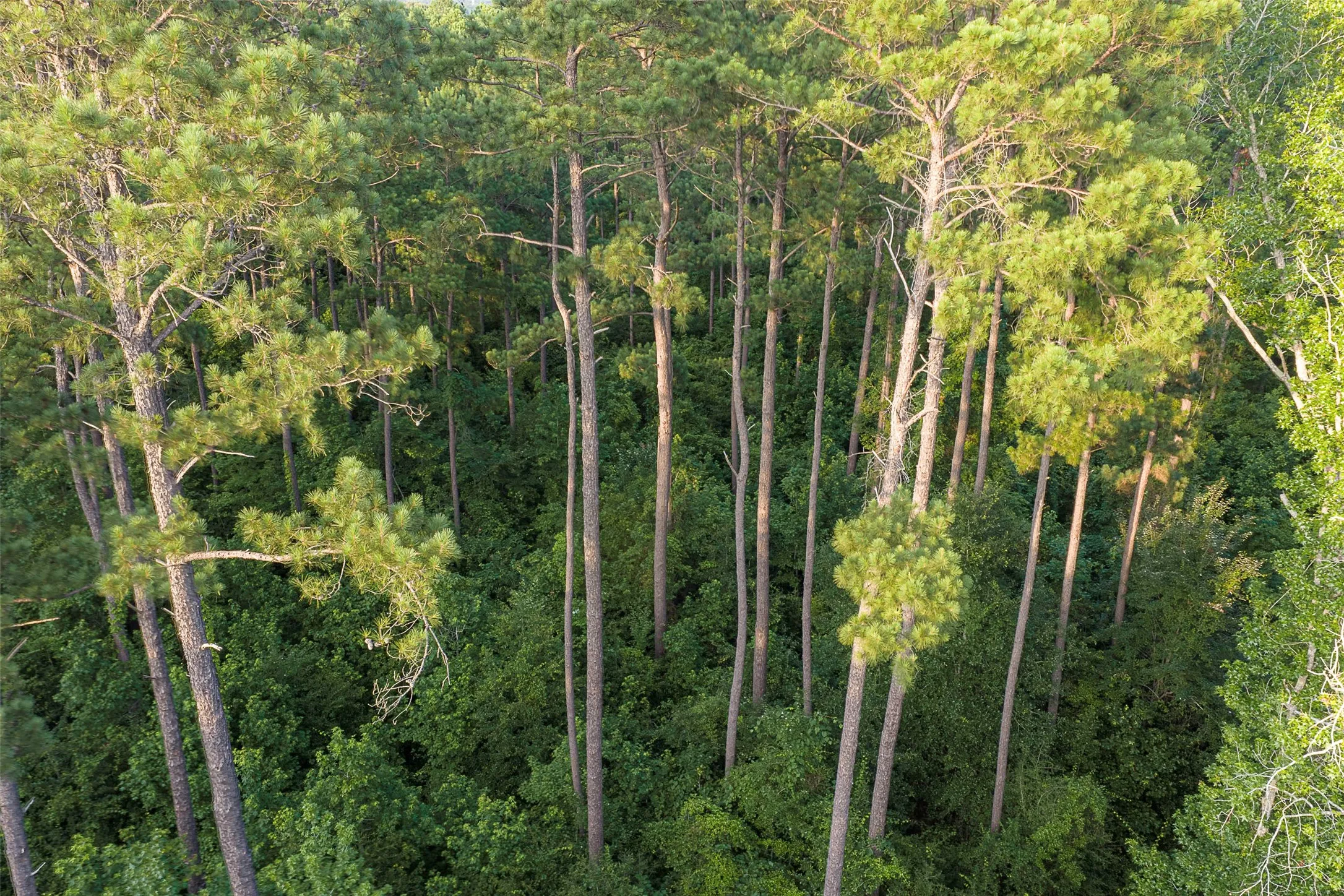 Unimproved Land For Sale in Rusk County , 00 County Road 2136, Tatum, Texas 75691, 0, 0, Garage spaces, 0 Sqft, built in 0, Price $1,150,000, mls#21322786, Real Estate Agent in Tatum, Homes For Sale in Rusk county, Homes For Sale in Tatum, Realtor in Tatum Texas, Real Estate Brokerage Independent Realty Texas, Luminita Cordes Realtor