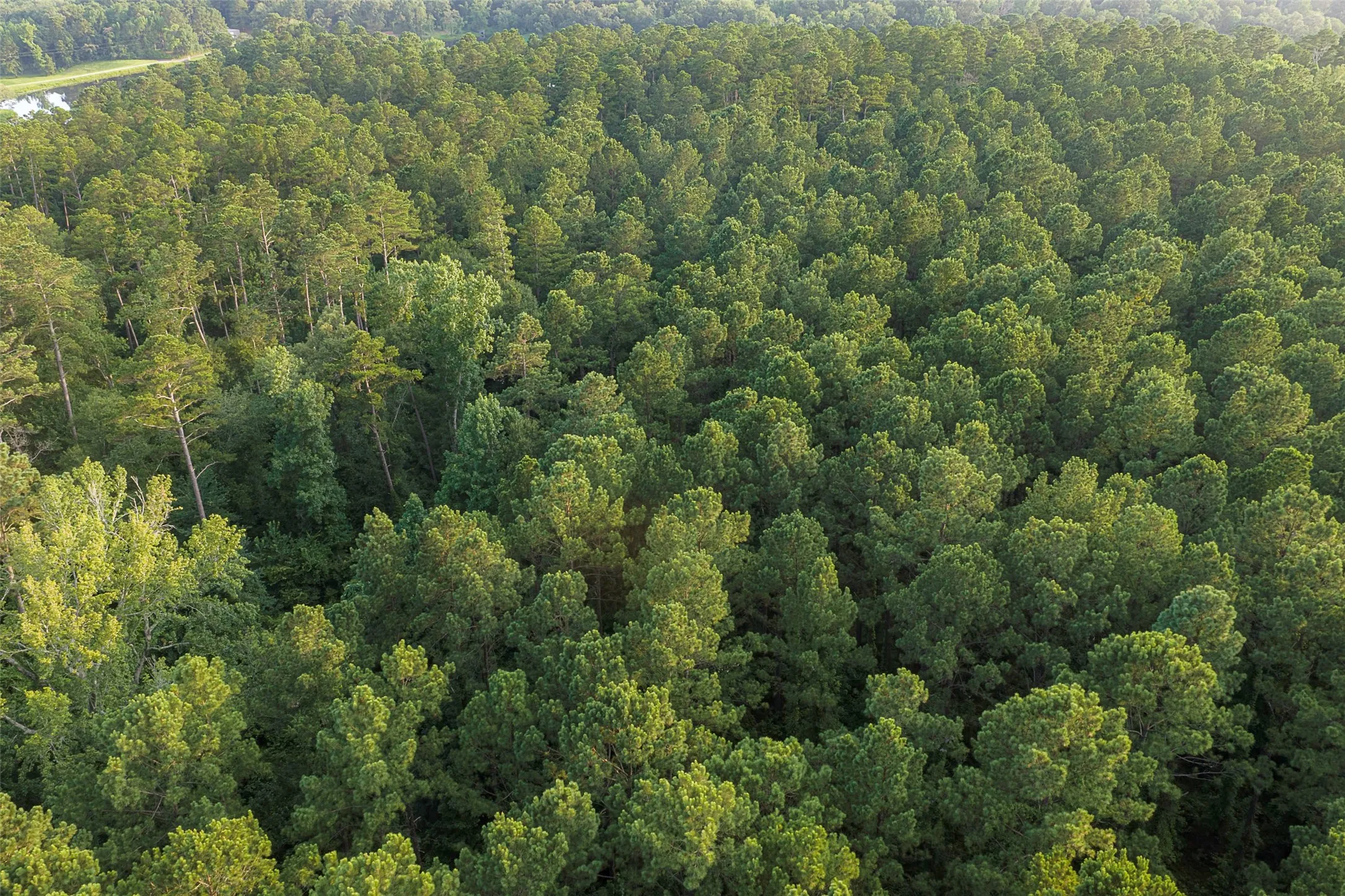 Unimproved Land For Sale in Rusk County , 00 County Road 2136, Tatum, Texas 75691, 0, 0, Garage spaces, 0 Sqft, built in 0, Price $1,150,000, mls#21322786, Real Estate Agent in Tatum, Homes For Sale in Rusk county, Homes For Sale in Tatum, Realtor in Tatum Texas, Real Estate Brokerage Independent Realty Texas, Luminita Cordes Realtor