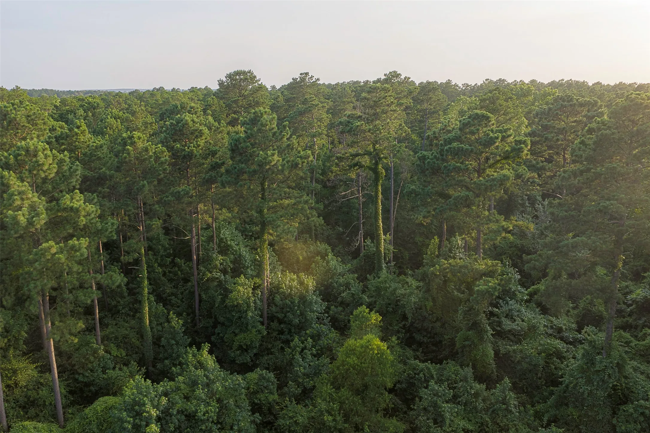 Unimproved Land For Sale in Rusk County , 00 County Road 2136, Tatum, Texas 75691, 0, 0, Garage spaces, 0 Sqft, built in 0, Price $1,150,000, mls#21322786, Real Estate Agent in Tatum, Homes For Sale in Rusk county, Homes For Sale in Tatum, Realtor in Tatum Texas, Real Estate Brokerage Independent Realty Texas, Luminita Cordes Realtor