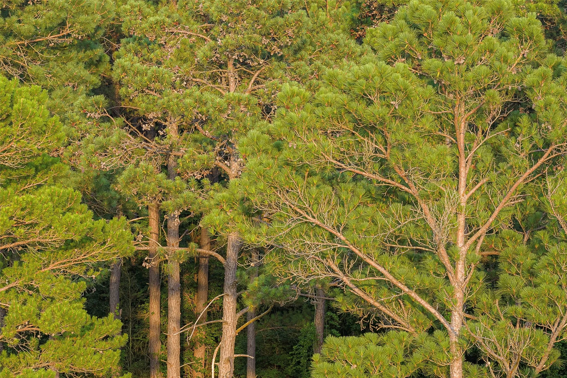 Unimproved Land For Sale in Rusk County , 00 County Road 2136, Tatum, Texas 75691, 0, 0, Garage spaces, 0 Sqft, built in 0, Price $1,150,000, mls#21322786, Real Estate Agent in Tatum, Homes For Sale in Rusk county, Homes For Sale in Tatum, Realtor in Tatum Texas, Real Estate Brokerage Independent Realty Texas, Luminita Cordes Realtor