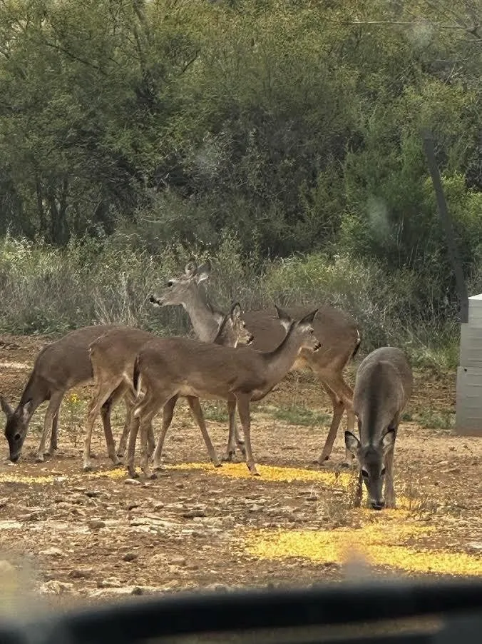 Single Family Residence For Sale in Concho County , 17001 Mustang Creek Road, Paint Rock, Texas 76862, 1 Bedroom, 1 Bathroom, 5 Garage spaces, 1,350 Sqft, built in 1990, Price $415,750, mls#21322986, Real Estate Agent in Paint Rock, Homes For Sale in Concho county, Homes For Sale in Paint Rock, Realtor in Paint Rock Texas, Real Estate Brokerage Independent Realty Texas, Luminita Cordes Realtor