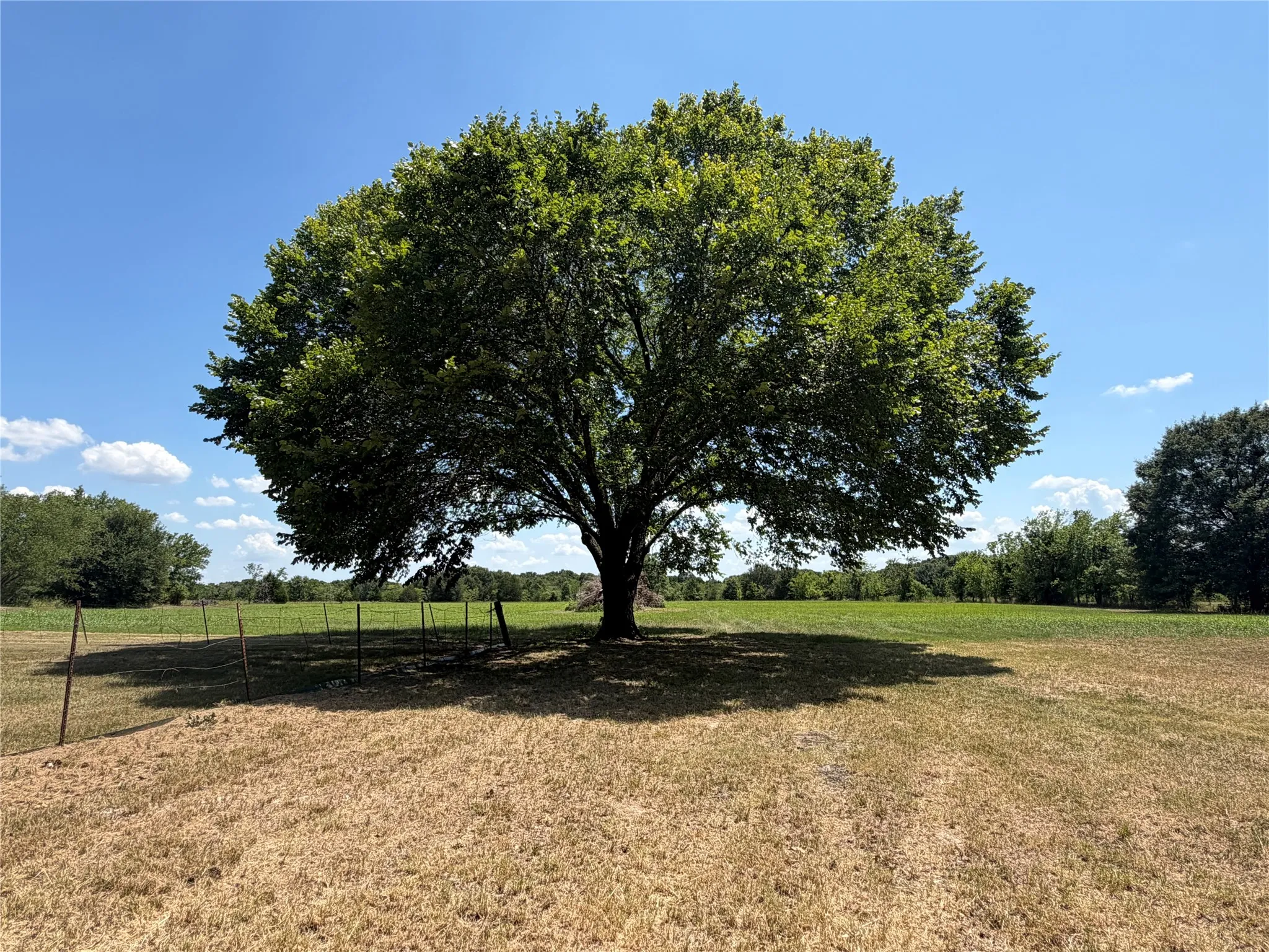 Expansive natural landscape featuring a prominent mature tree with a broad canopy, providing significant shade