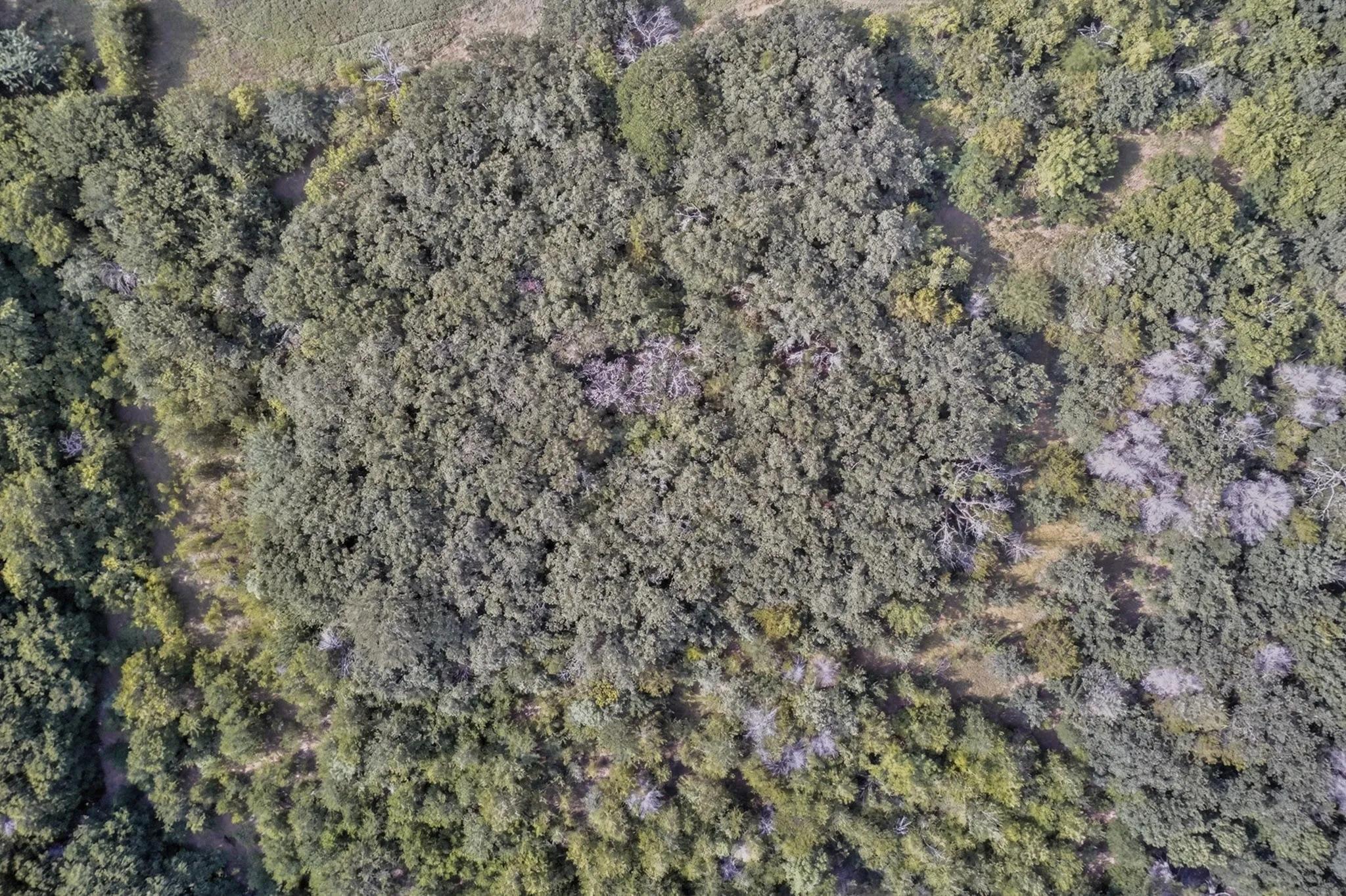 Expansive wooded acreage featuring mature tree canopy and varied foliage