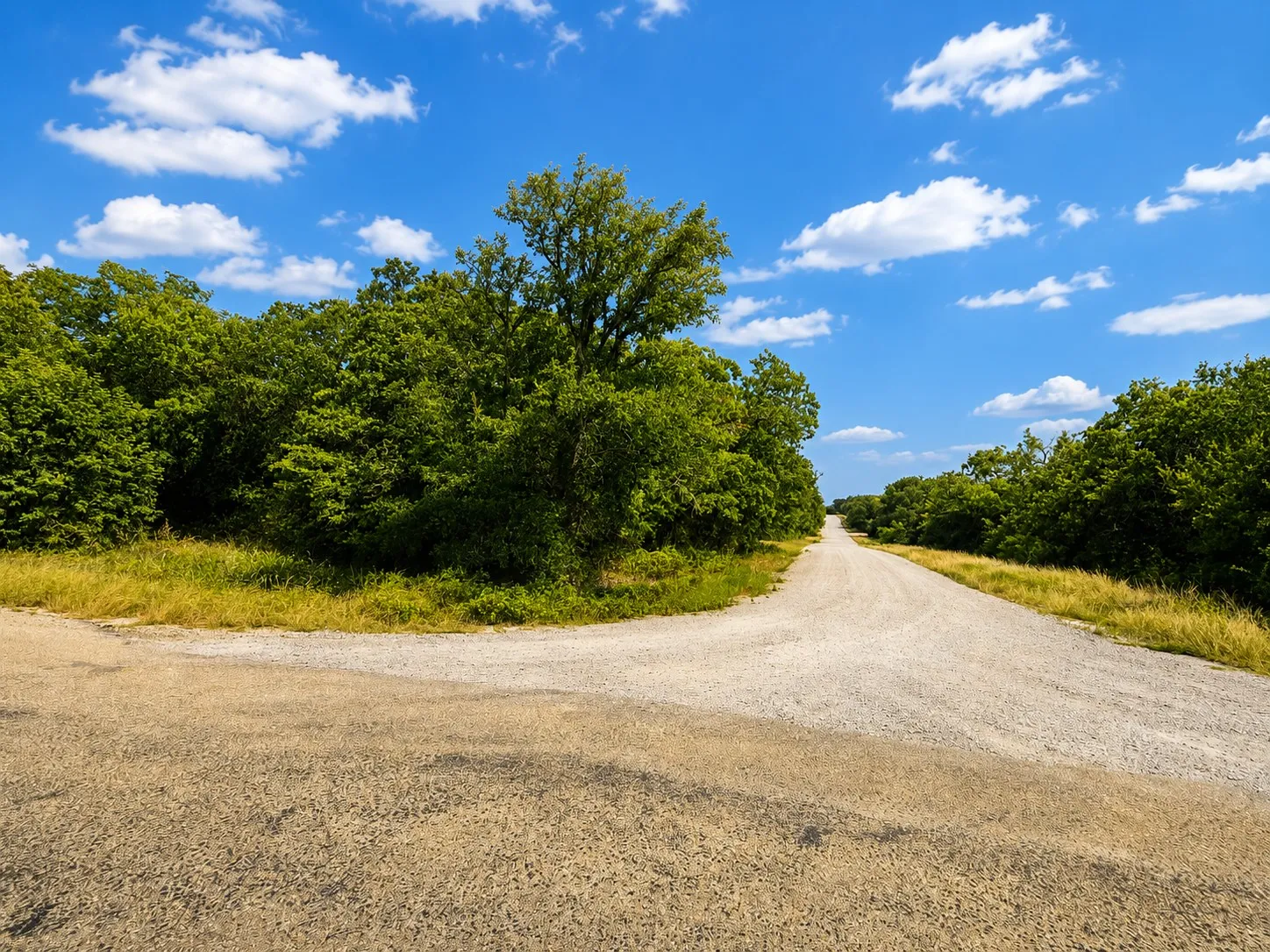 Gravel road surrounded by mature trees and natural vegetation