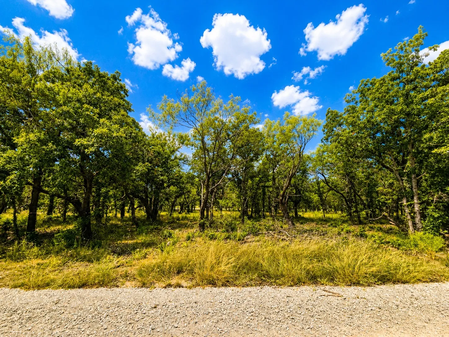 Wooded acreage with mature trees and natural ground cover