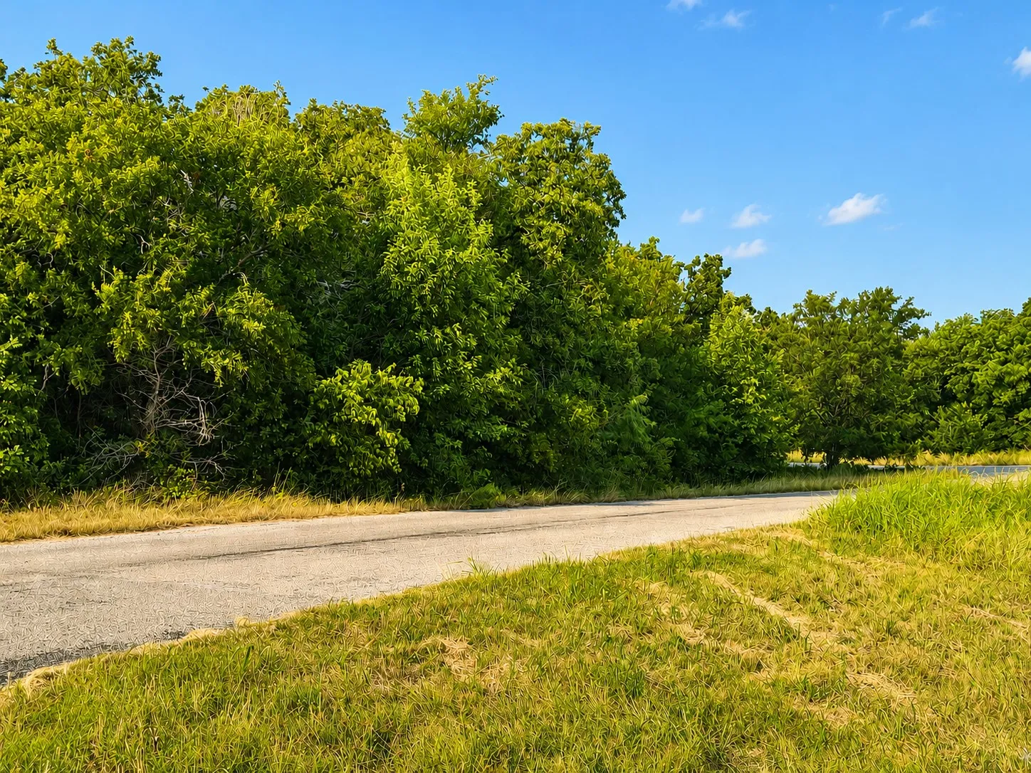 Paved road bordered by natural foliage, mature trees, and grassy areas