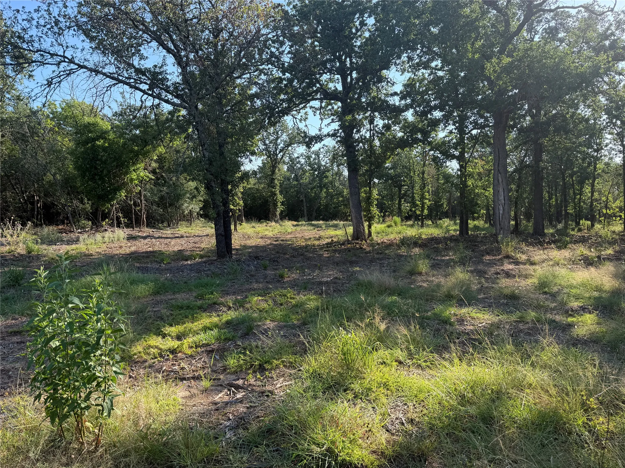 Ranch For Sale in Bosque County , tbd Fm 56, Morgan, Texas 76671, 0, 0, Garage spaces, 0 Sqft, built in 0, Price $139,500, mls#21323564, Real Estate Agent in Morgan, Homes For Sale in Bosque county, Homes For Sale in Morgan, Realtor in Morgan Texas, Real Estate Brokerage Independent Realty Texas, Luminita Cordes Realtor
