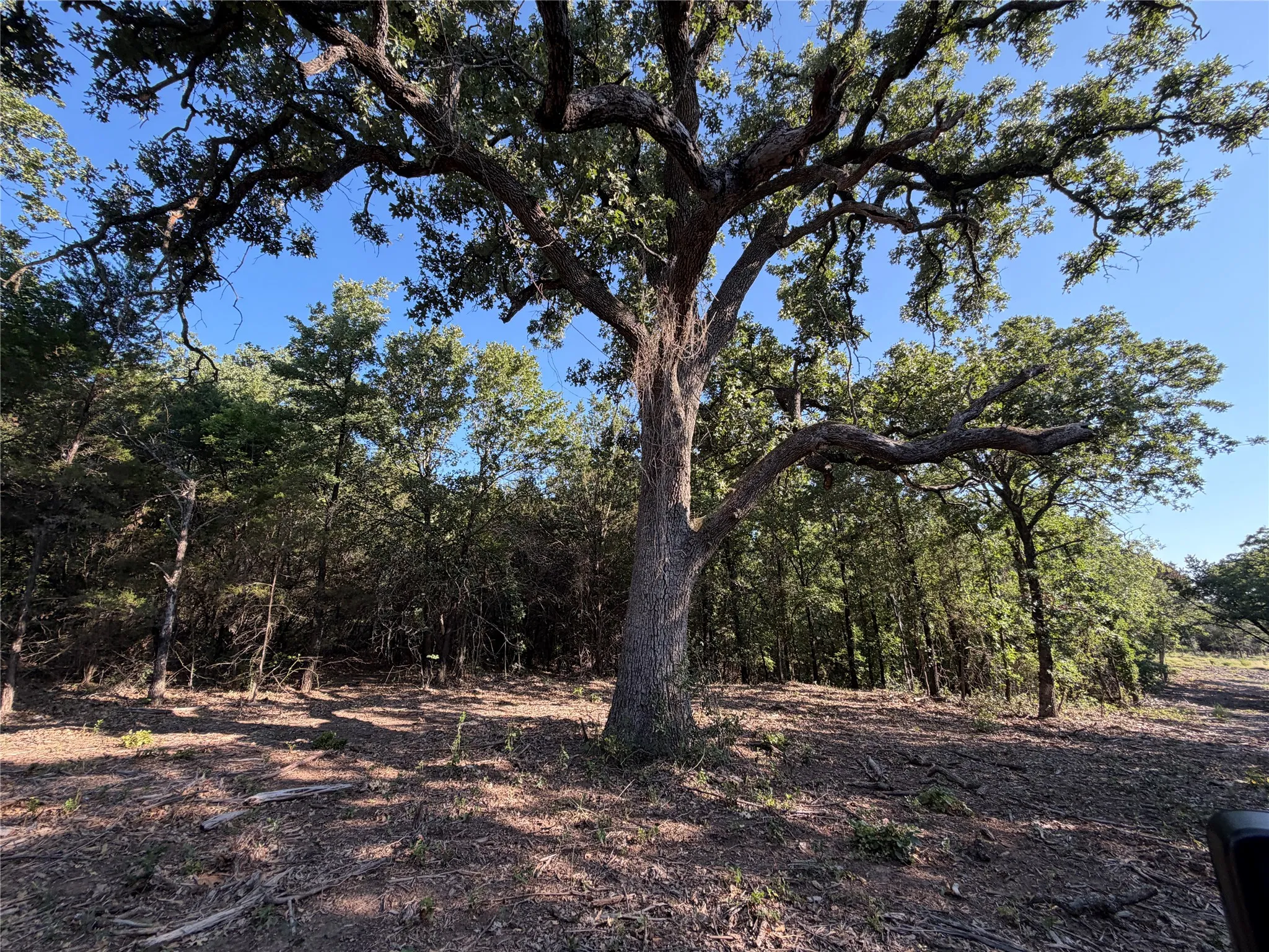 Ranch For Sale in Bosque County , tbd Fm 56, Morgan, Texas 76671, 0, 0, Garage spaces, 0 Sqft, built in 0, Price $139,500, mls#21323564, Real Estate Agent in Morgan, Homes For Sale in Bosque county, Homes For Sale in Morgan, Realtor in Morgan Texas, Real Estate Brokerage Independent Realty Texas, Luminita Cordes Realtor