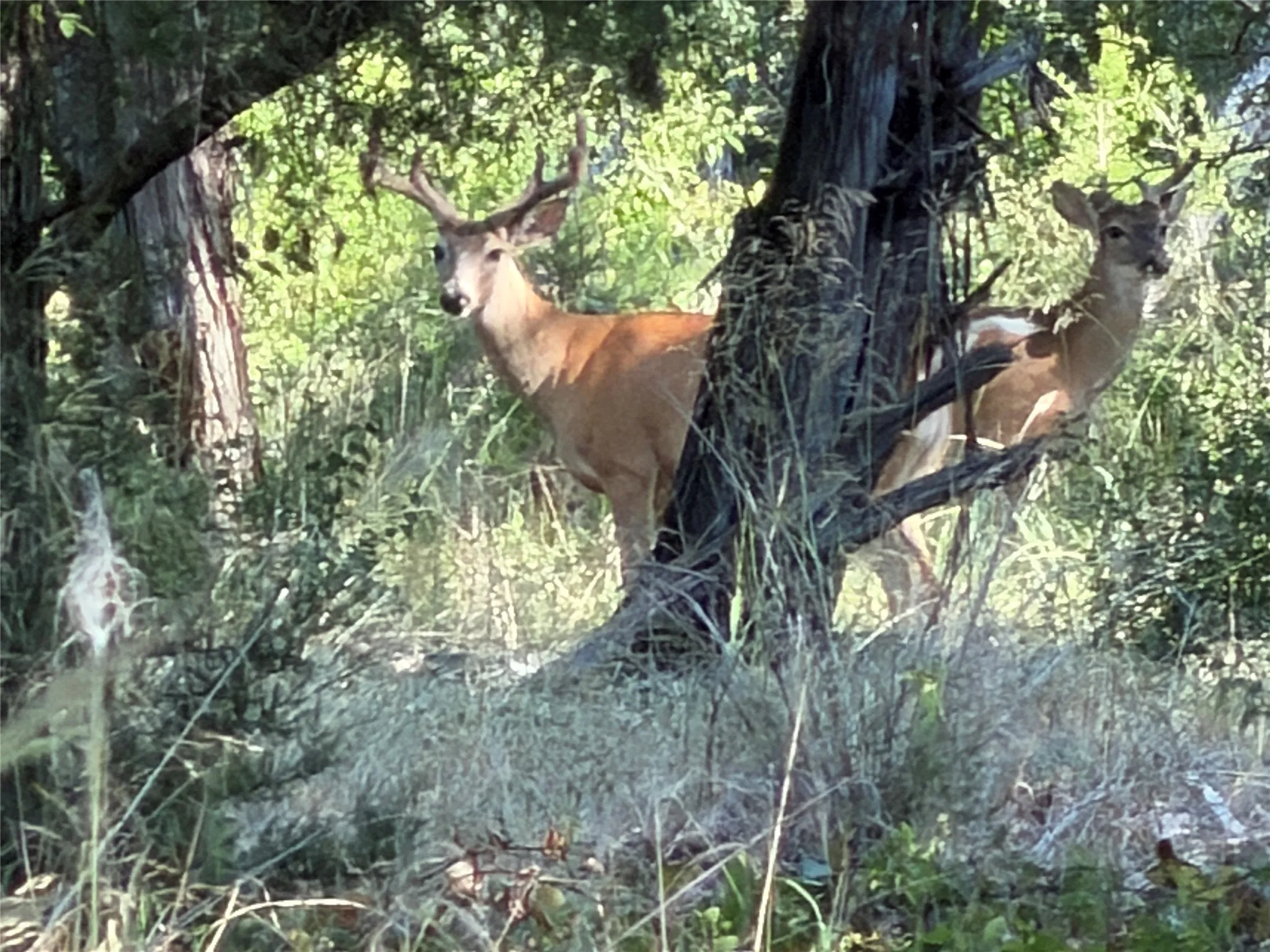 Ranch For Sale in Bosque County , tbd Fm 56, Morgan, Texas 76671, 0, 0, Garage spaces, 0 Sqft, built in 0, Price $139,500, mls#21323564, Real Estate Agent in Morgan, Homes For Sale in Bosque county, Homes For Sale in Morgan, Realtor in Morgan Texas, Real Estate Brokerage Independent Realty Texas, Luminita Cordes Realtor