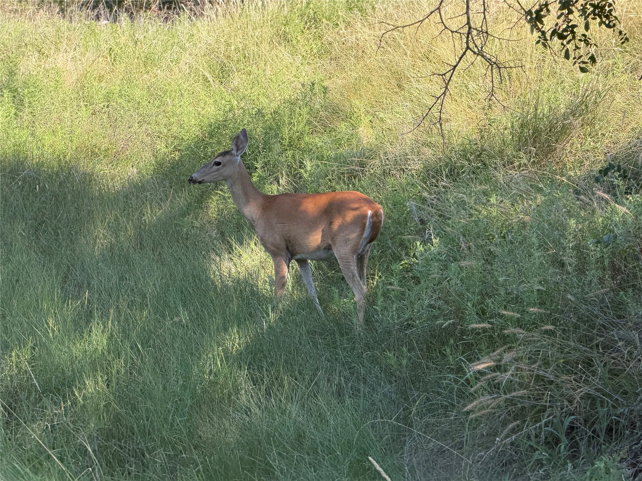 Ranch For Sale in Bosque County , tbd Fm 56, Morgan, Texas 76671, 0, 0, Garage spaces, 0 Sqft, built in 0, Price $139,500, mls#21323564, Real Estate Agent in Morgan, Homes For Sale in Bosque county, Homes For Sale in Morgan, Realtor in Morgan Texas, Real Estate Brokerage Independent Realty Texas, Luminita Cordes Realtor
