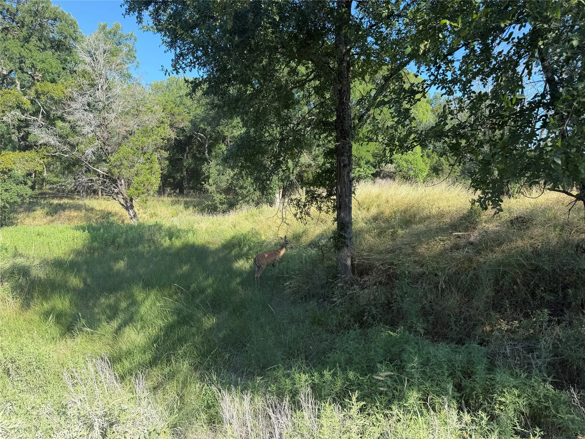Ranch For Sale in Bosque County , tbd Fm 56, Morgan, Texas 76671, 0, 0, Garage spaces, 0 Sqft, built in 0, Price $139,500, mls#21323564, Real Estate Agent in Morgan, Homes For Sale in Bosque county, Homes For Sale in Morgan, Realtor in Morgan Texas, Real Estate Brokerage Independent Realty Texas, Luminita Cordes Realtor