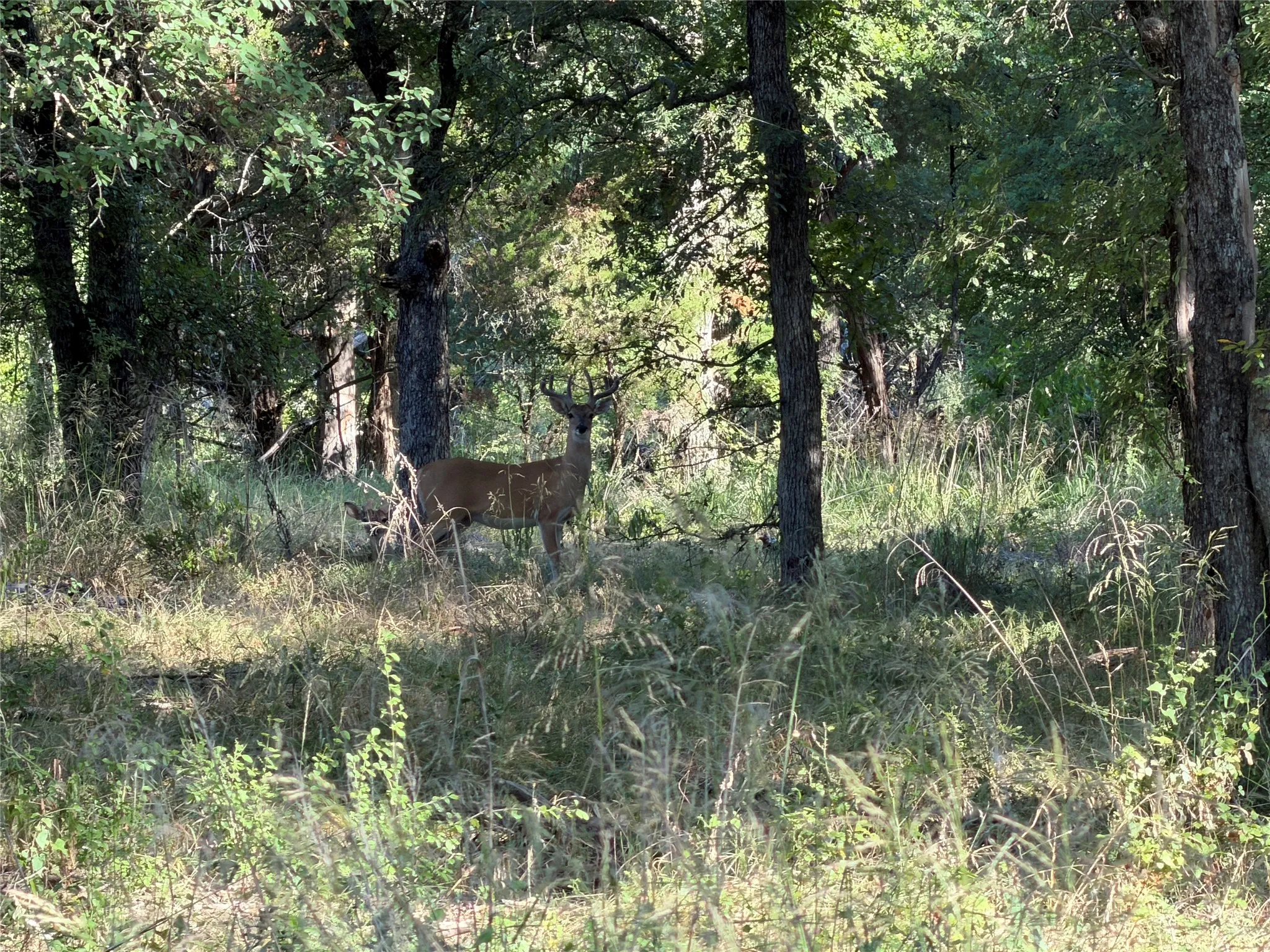 Ranch For Sale in Bosque County , tbd Fm 56, Morgan, Texas 76671, 0, 0, Garage spaces, 0 Sqft, built in 0, Price $139,500, mls#21323564, Real Estate Agent in Morgan, Homes For Sale in Bosque county, Homes For Sale in Morgan, Realtor in Morgan Texas, Real Estate Brokerage Independent Realty Texas, Luminita Cordes Realtor