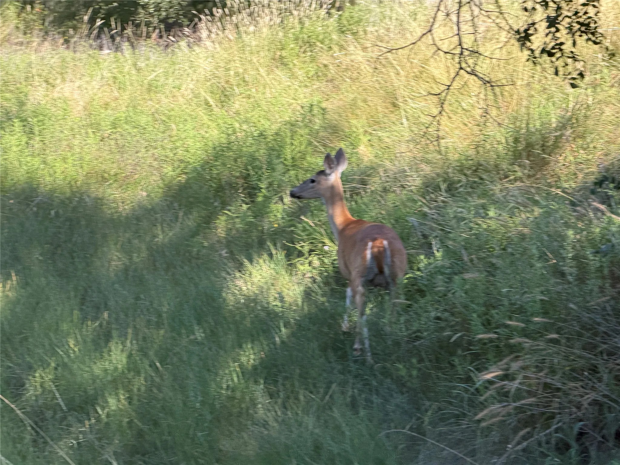 Ranch For Sale in Bosque County , tbd Fm 56, Morgan, Texas 76671, 0, 0, Garage spaces, 0 Sqft, built in 0, Price $139,500, mls#21323564, Real Estate Agent in Morgan, Homes For Sale in Bosque county, Homes For Sale in Morgan, Realtor in Morgan Texas, Real Estate Brokerage Independent Realty Texas, Luminita Cordes Realtor